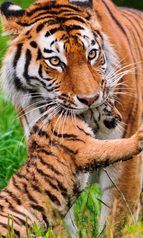 Descarga gratuita de fondo de pantalla para móvil de Animales, Gatos, Tigre.