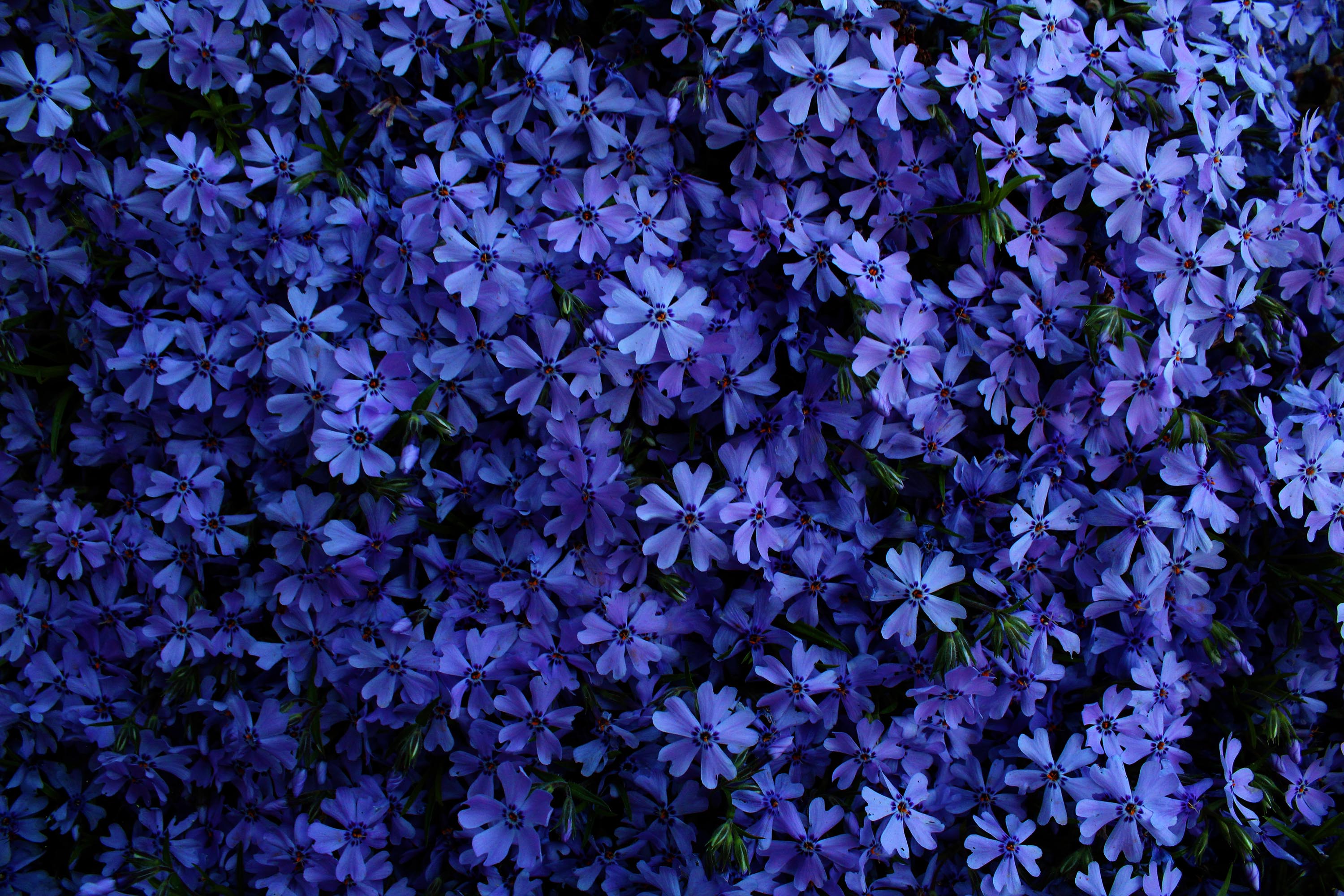 Handy-Wallpaper Blumen, Blume, Erde/natur kostenlos herunterladen.