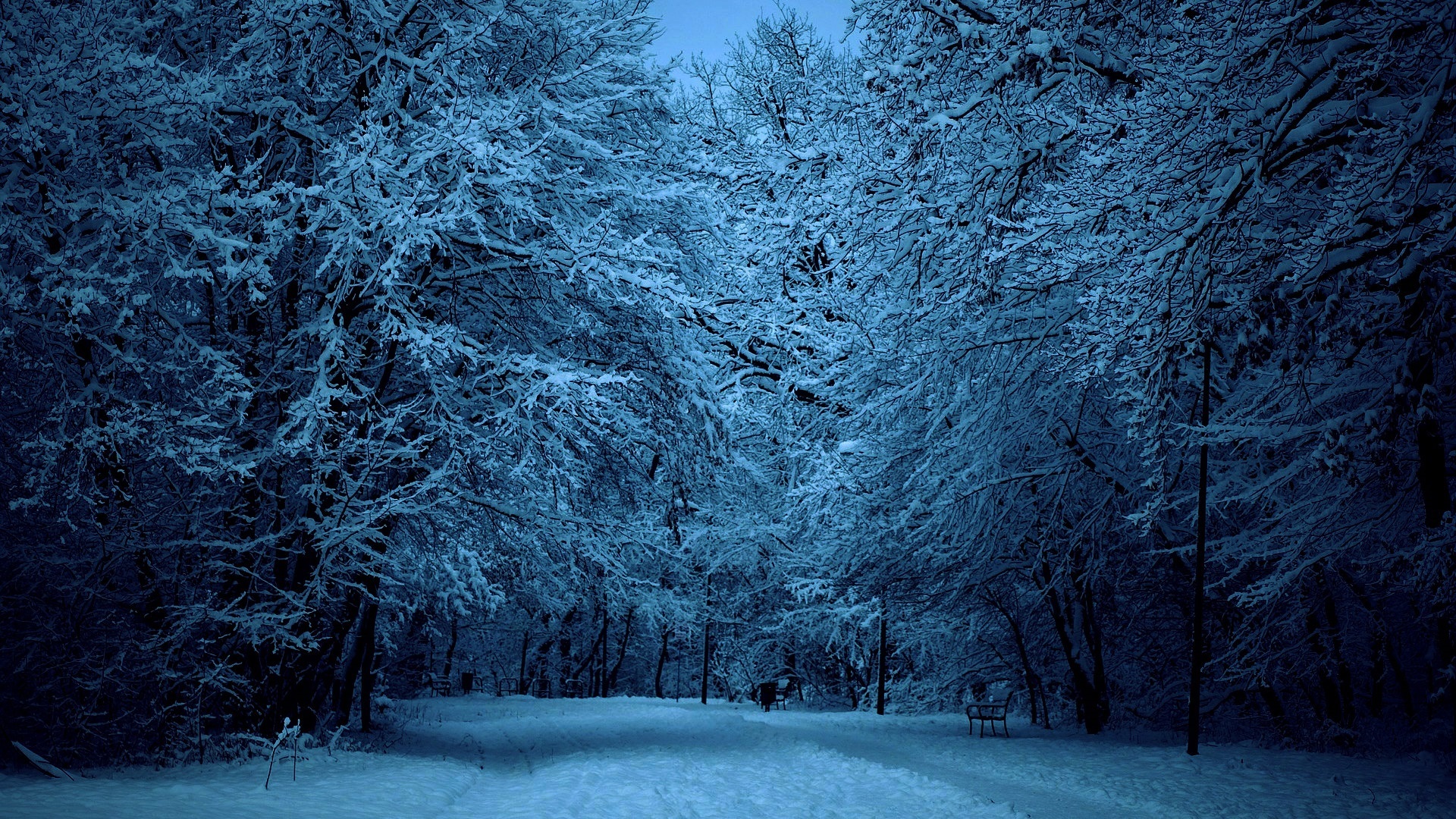 Скачать картинку Зима, Ночь, Снег, Лес, Дерево, Синий, Земля, Сумерки, Скамейка, Фотографии в телефон бесплатно.