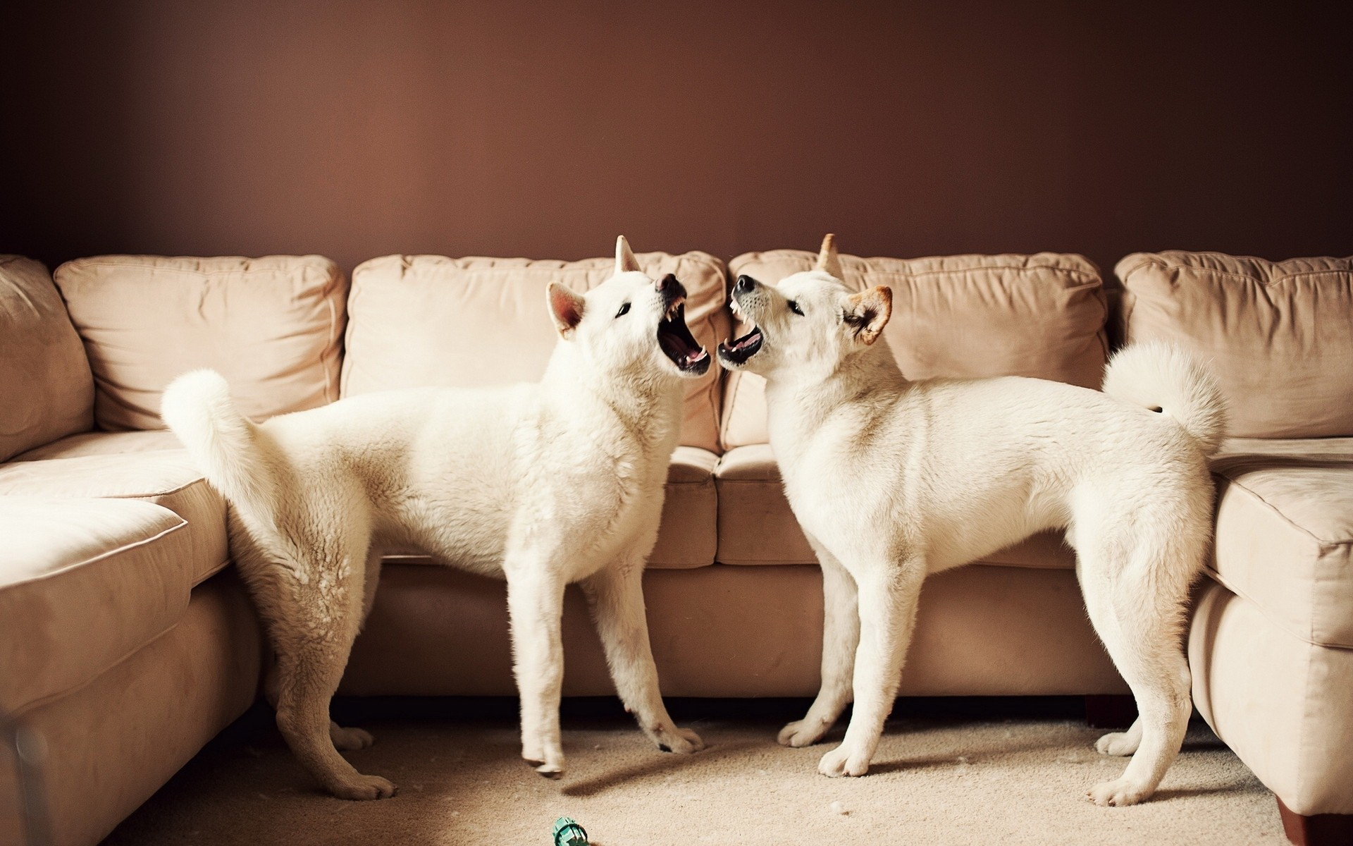 Descarga gratuita de fondo de pantalla para móvil de Animales, Perro.