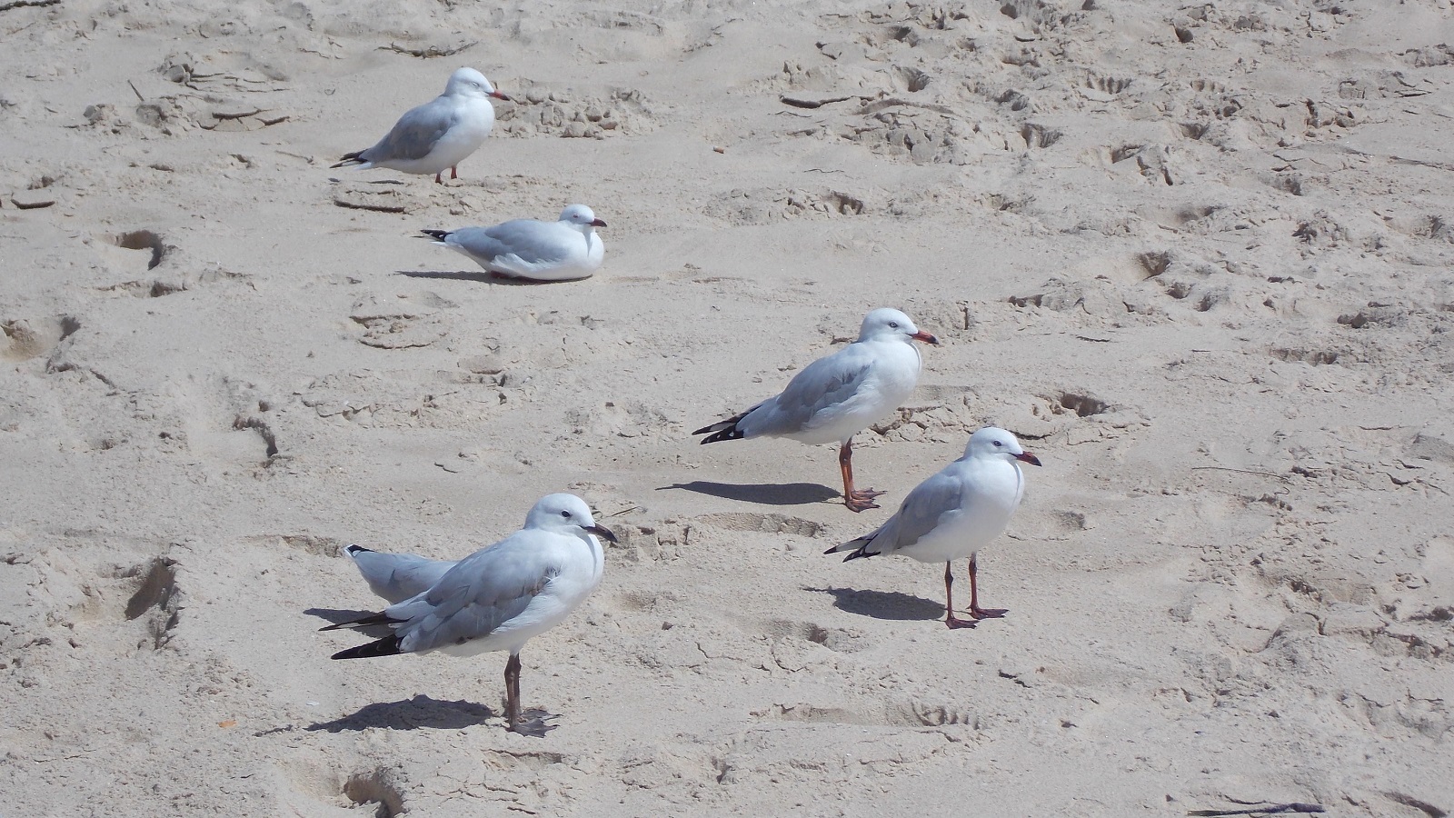 Download mobile wallpaper Seagull, Sand, Beach, Bird, Birds, Photography, Animal for free.