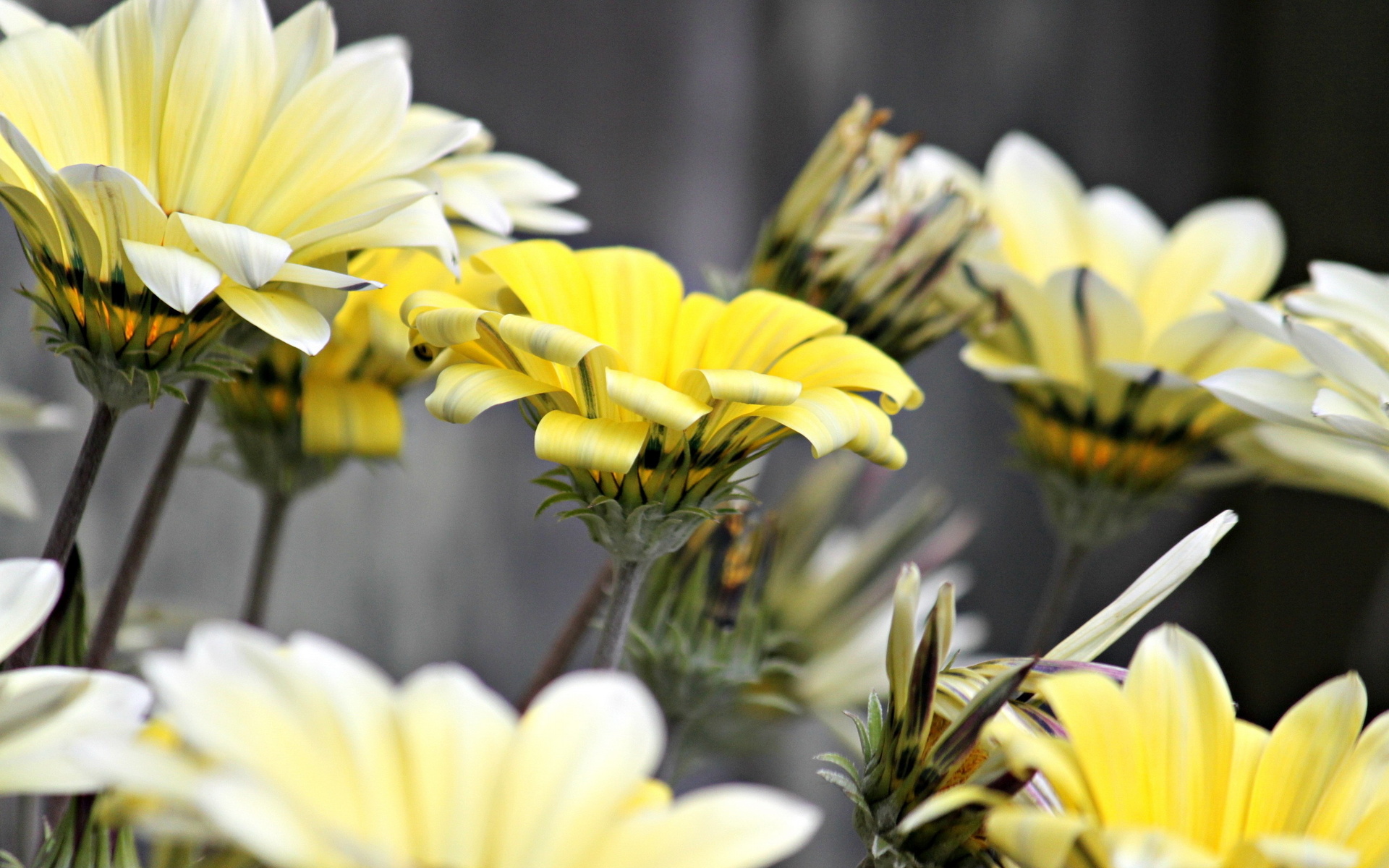 Laden Sie das Blume, Erde/natur-Bild kostenlos auf Ihren PC-Desktop herunter