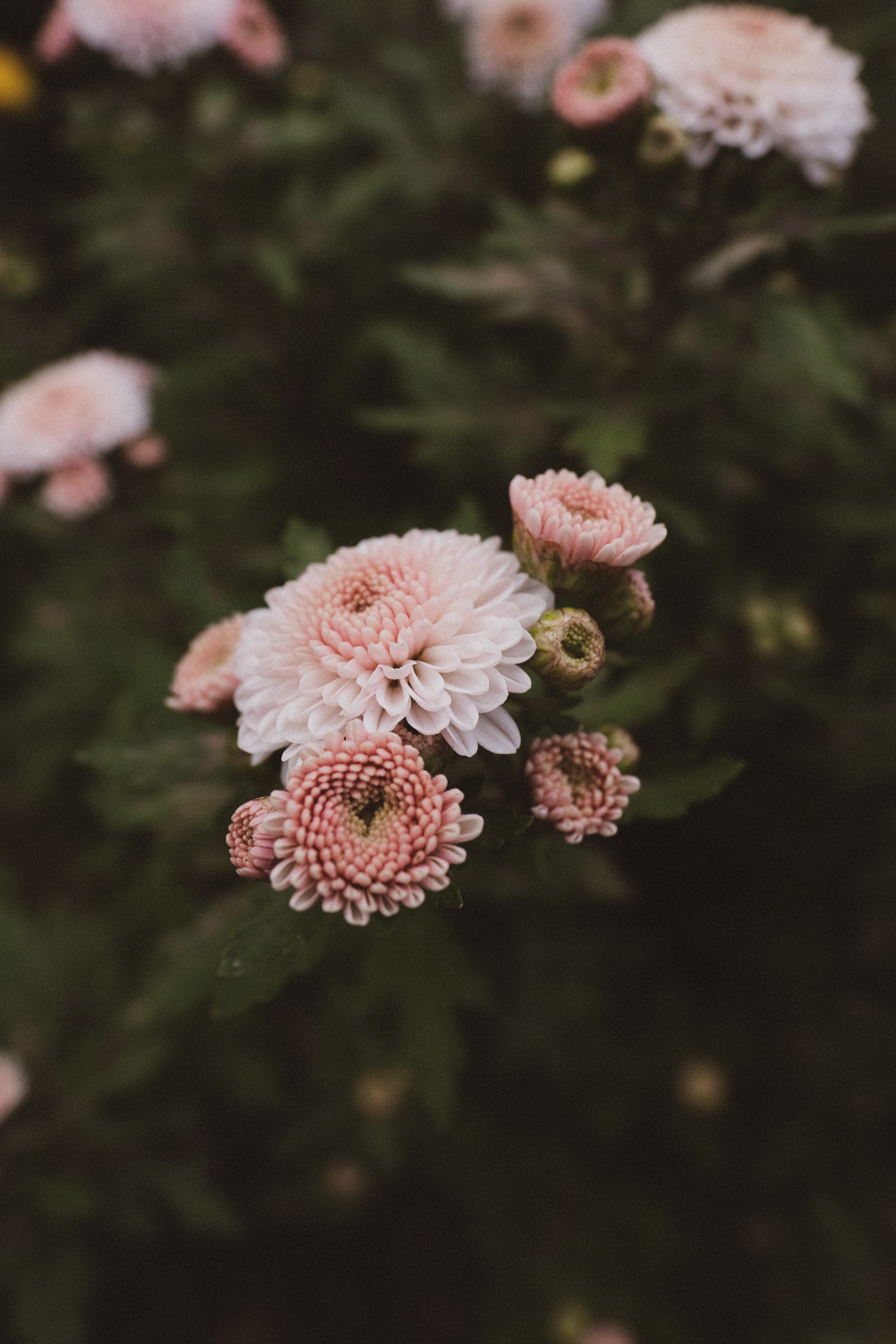 Laden Sie das Rosa, Blühen, Blühenden, Dahlie, Dahlia, Blumen-Bild kostenlos auf Ihren PC-Desktop herunter