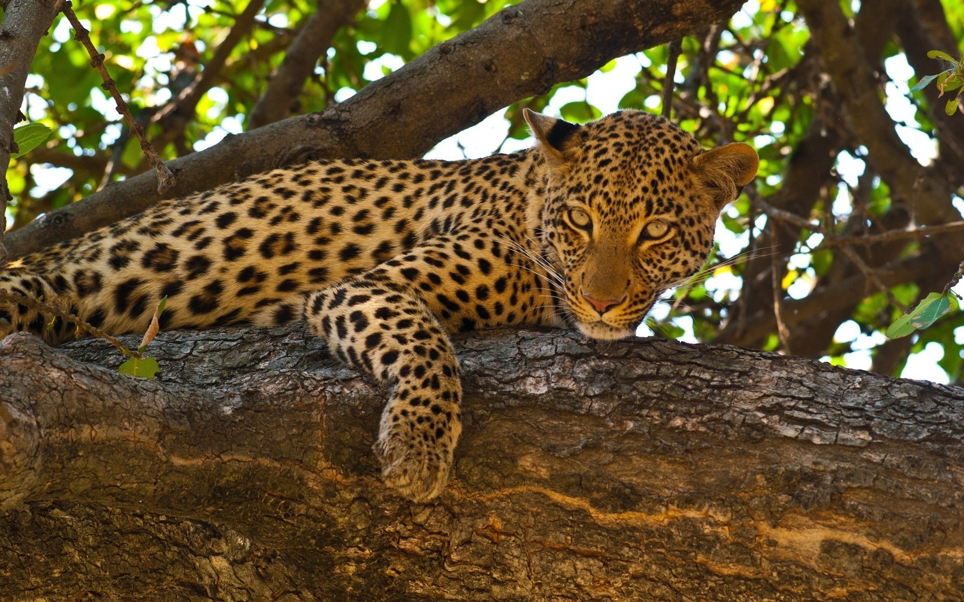 Baixar papel de parede para celular de Animais, Gatos, Leopardo gratuito.