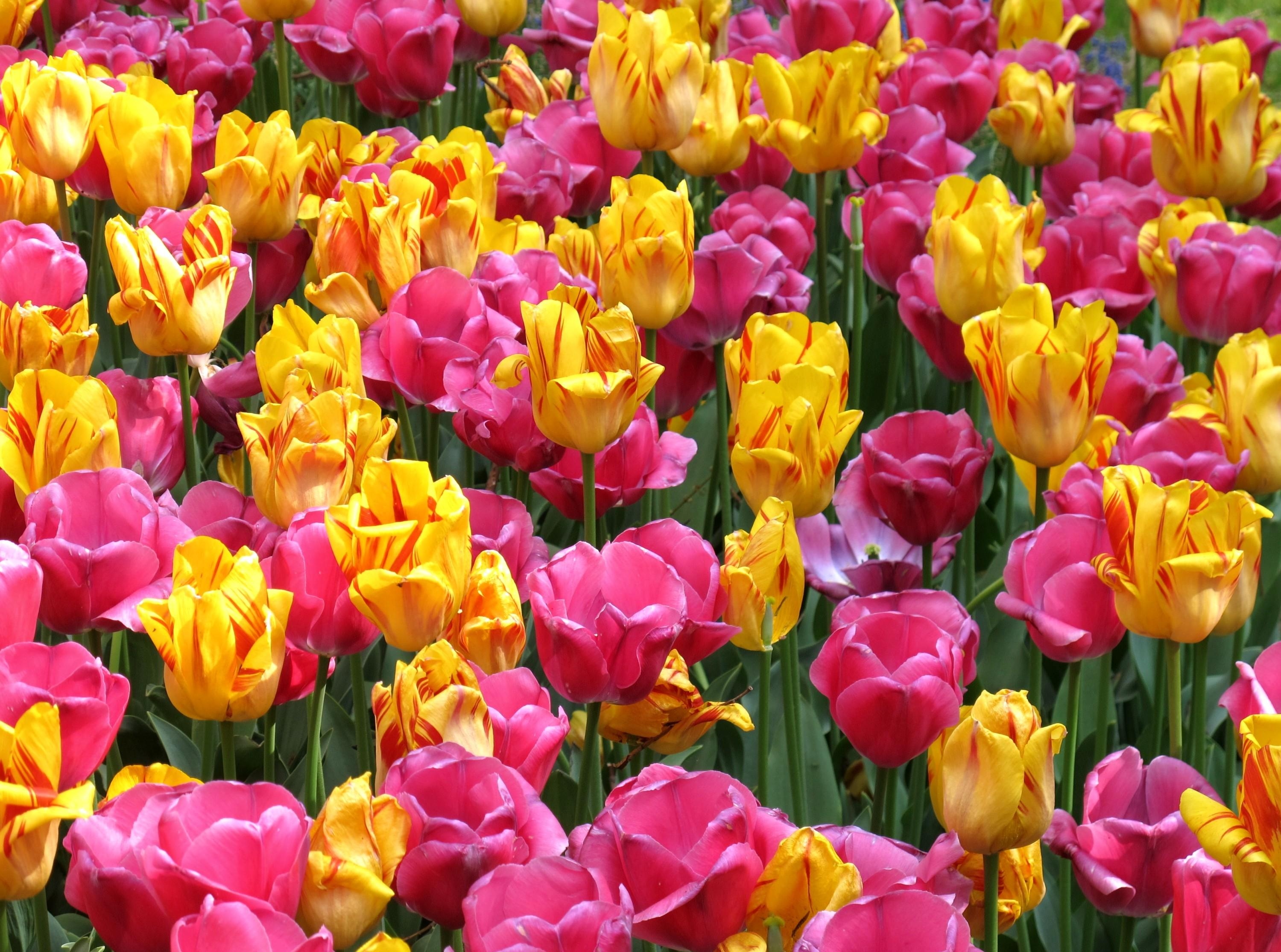 145356 скачать картинку тюльпаны, распущенные, яркие, цветы, клумба - обои и заставки бесплатно