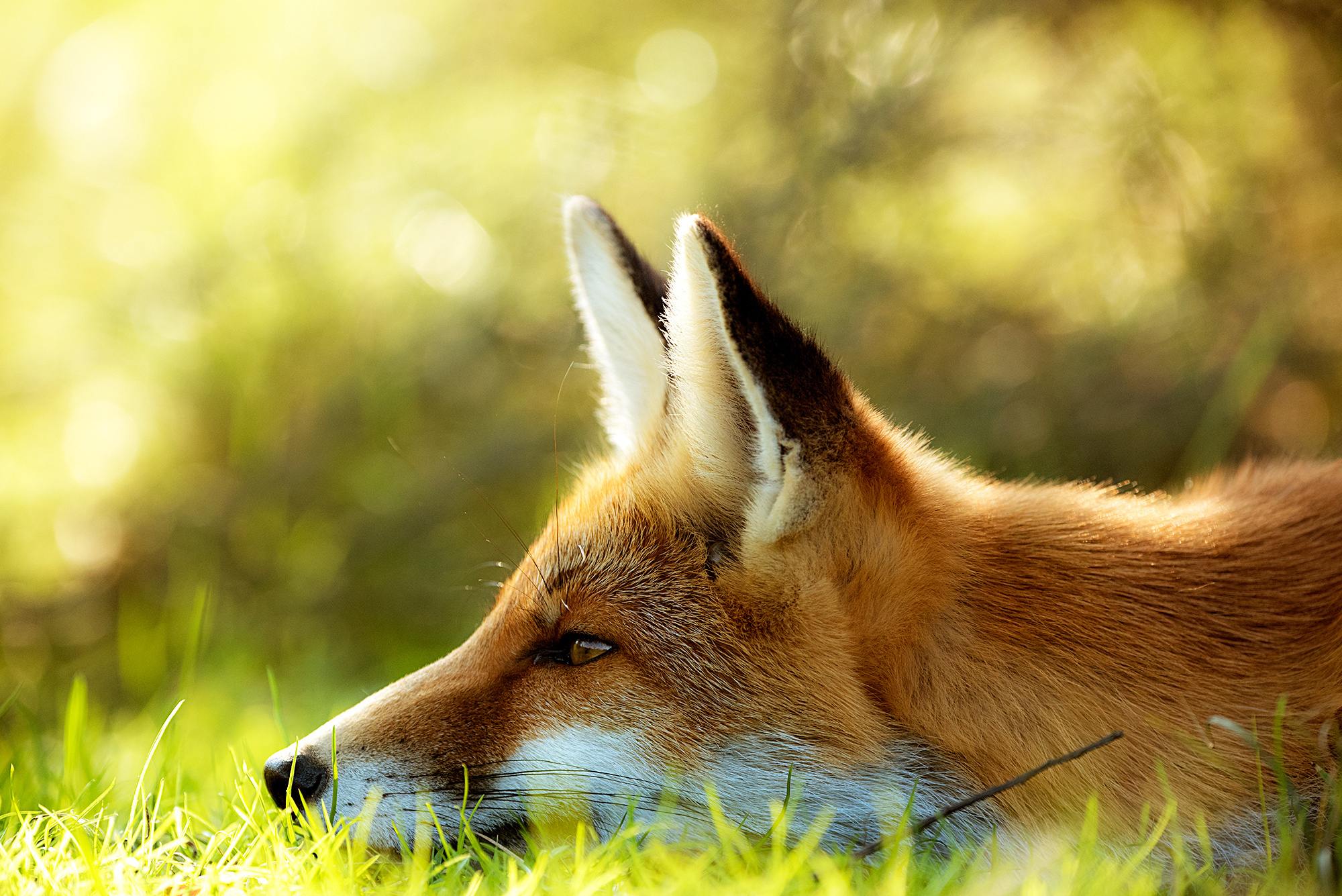 animal, fox, bokeh, canine, summer