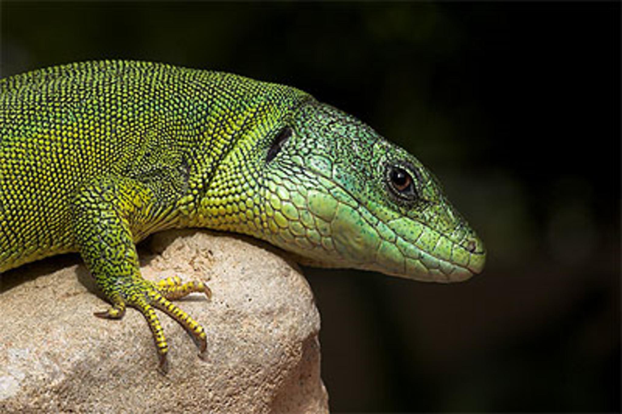 animal, green anole, reptiles
