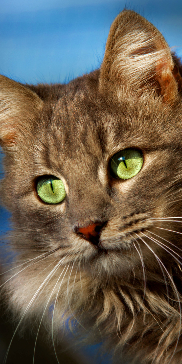 1137142 Protetores de tela e papéis de parede Gatos em seu telefone. Baixe  fotos gratuitamente