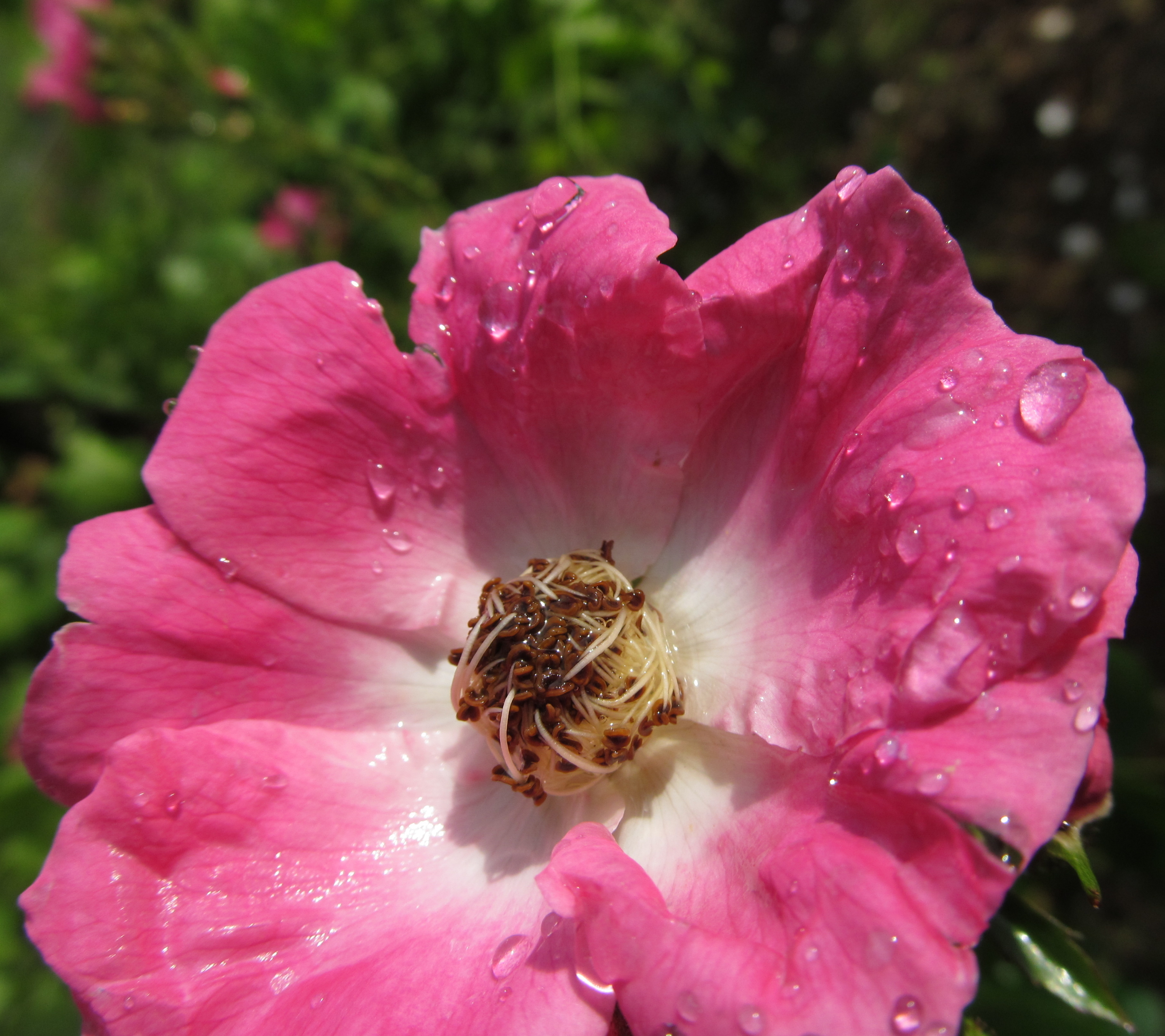 Handy-Wallpaper Blumen, Blume, Rose, Erde/natur kostenlos herunterladen.