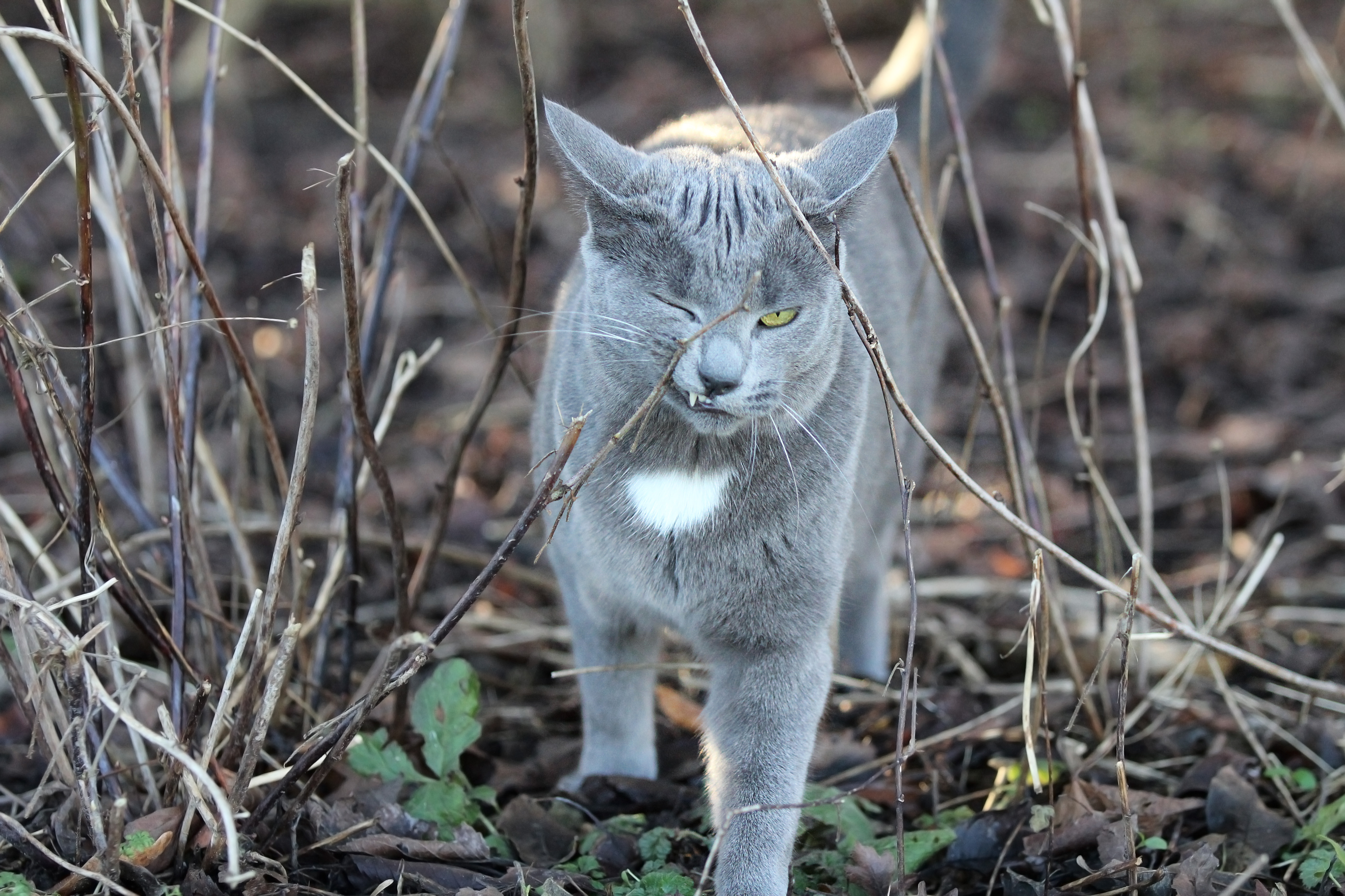 Descarga gratuita de fondo de pantalla para móvil de Animales, Gatos, Gato.