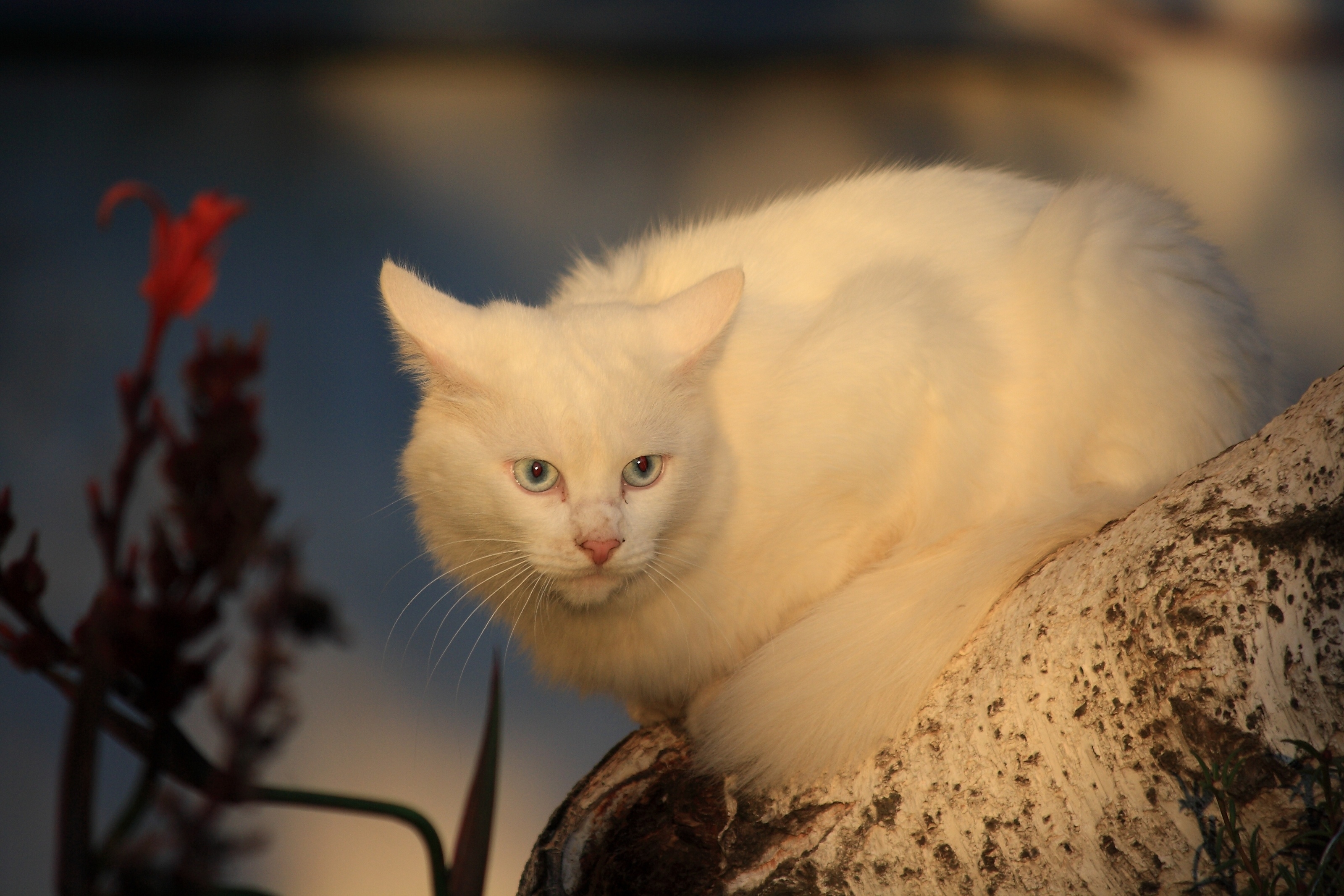 92734 descargar fondo de pantalla gato blanco, animales, madera, gato, árbol, susto: protectores de pantalla e imágenes gratis