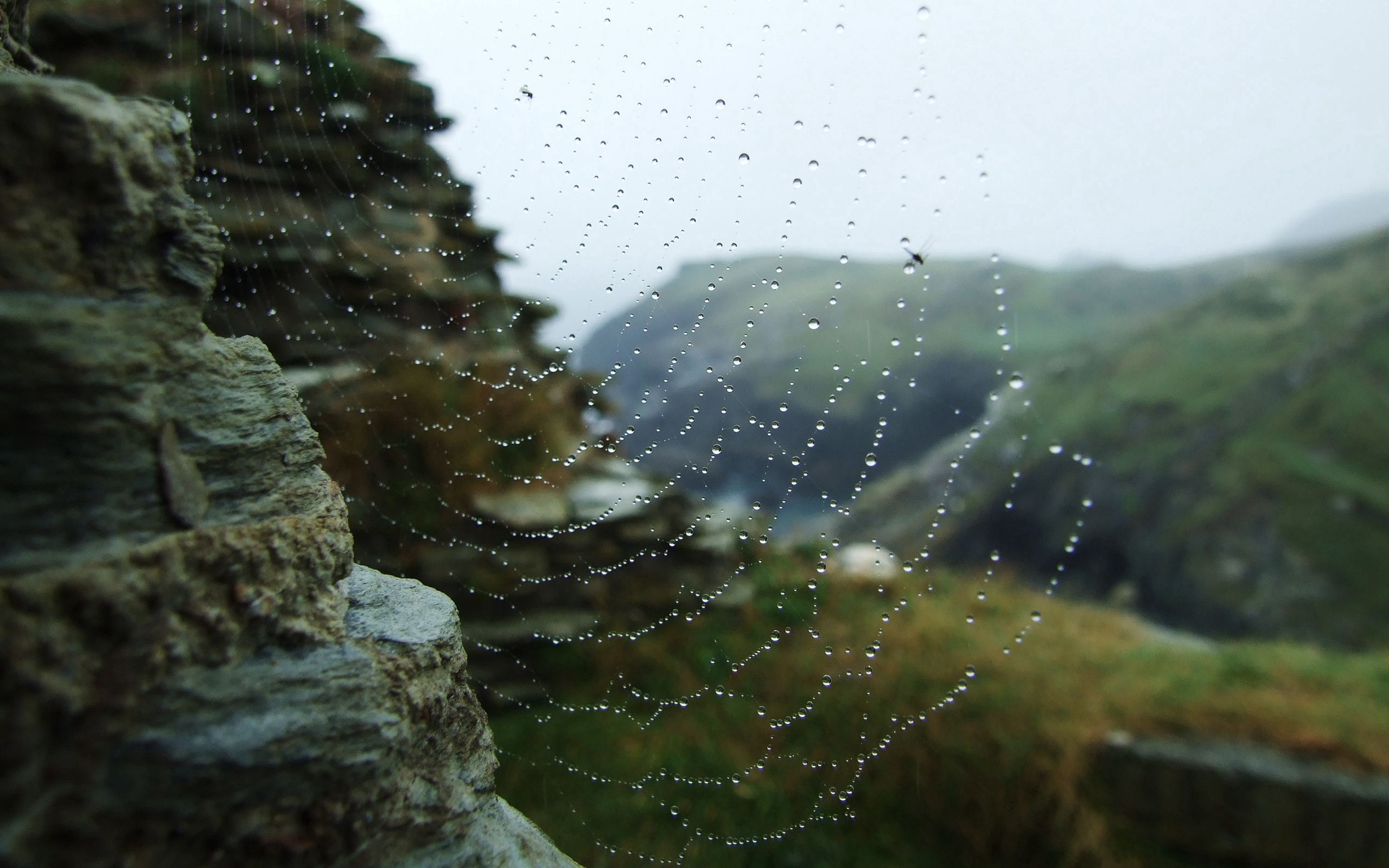 nature, stones, web, drops, dew Desktop home screen Wallpaper