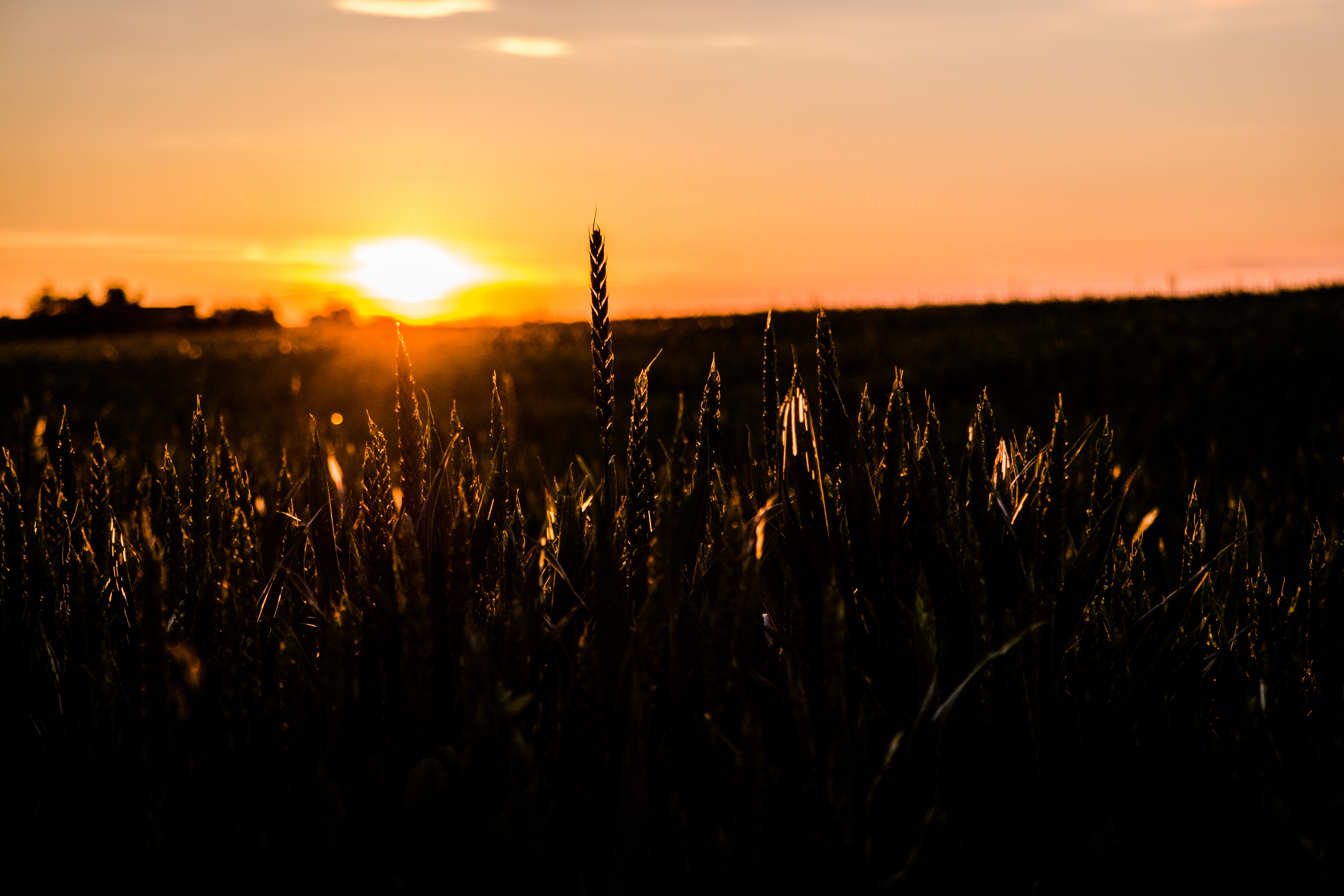 Laden Sie das Natur, Weizen, Sonnenaufgang, Feld, Sonne, Erde/natur-Bild kostenlos auf Ihren PC-Desktop herunter