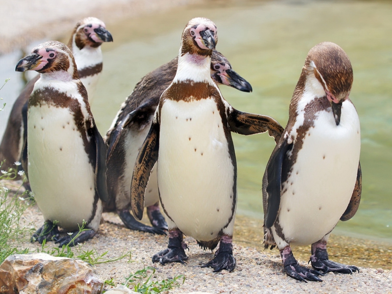 Baixar papel de parede para celular de Animais, Aves, Pinguins gratuito.