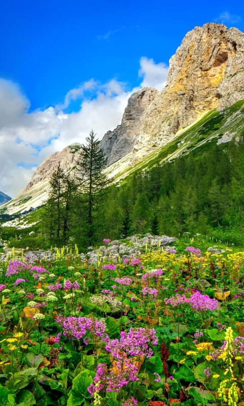 Скачать картинку Пейзаж, Природа, Гора, Цветок, Луг, Луга, Фиолетовый Цветок, Земля/природа в телефон бесплатно.