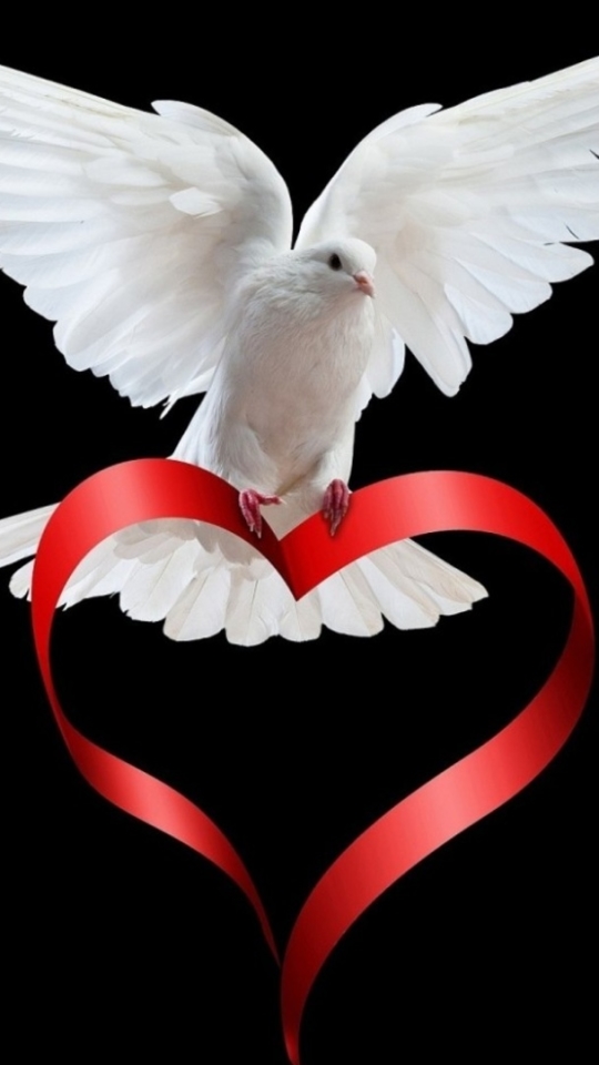 Download mobile wallpaper Birds, Animal, Dove for free.