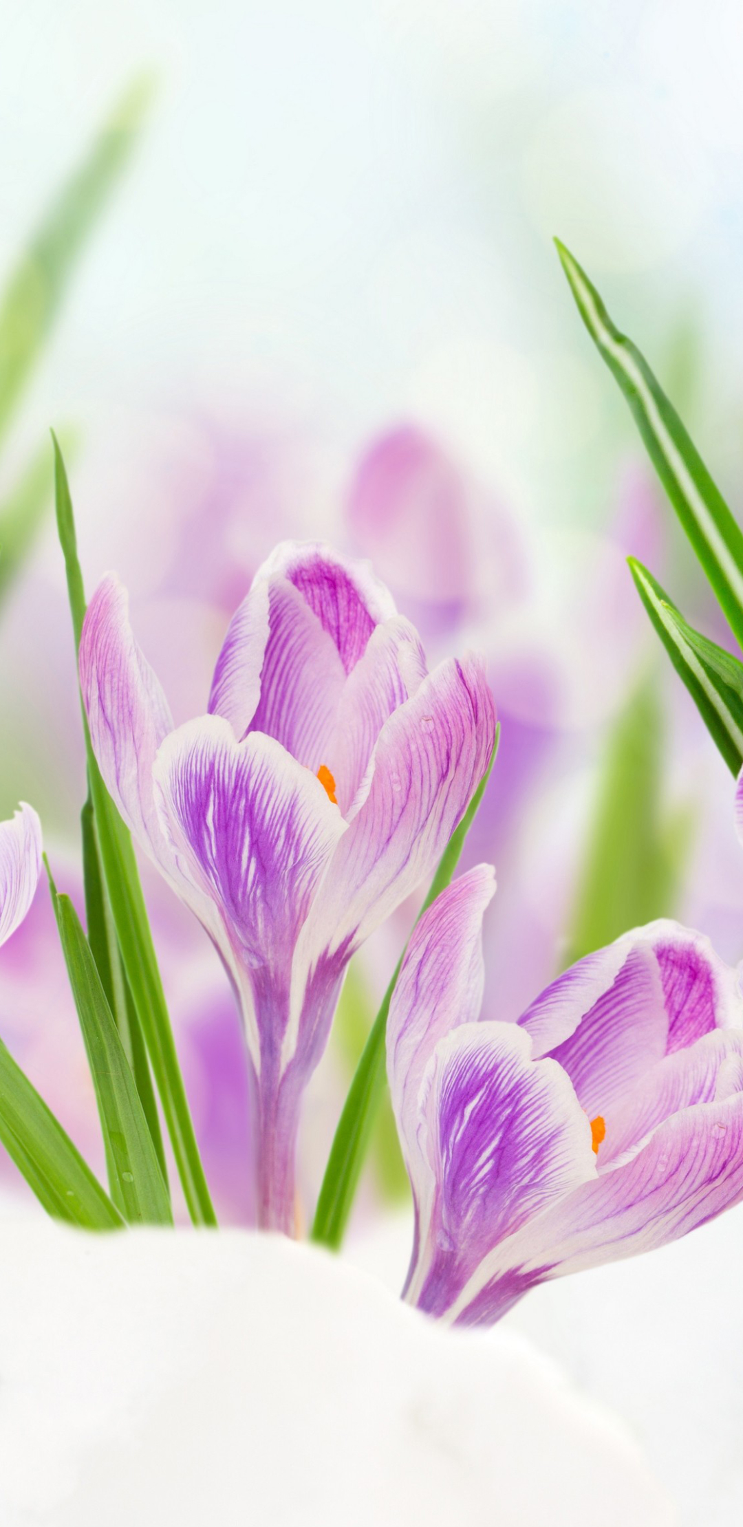 無料モバイル壁紙フラワーズ, 雪, 花, 閉じる, 地球, クロッカス, 紫色の花をダウンロードします。