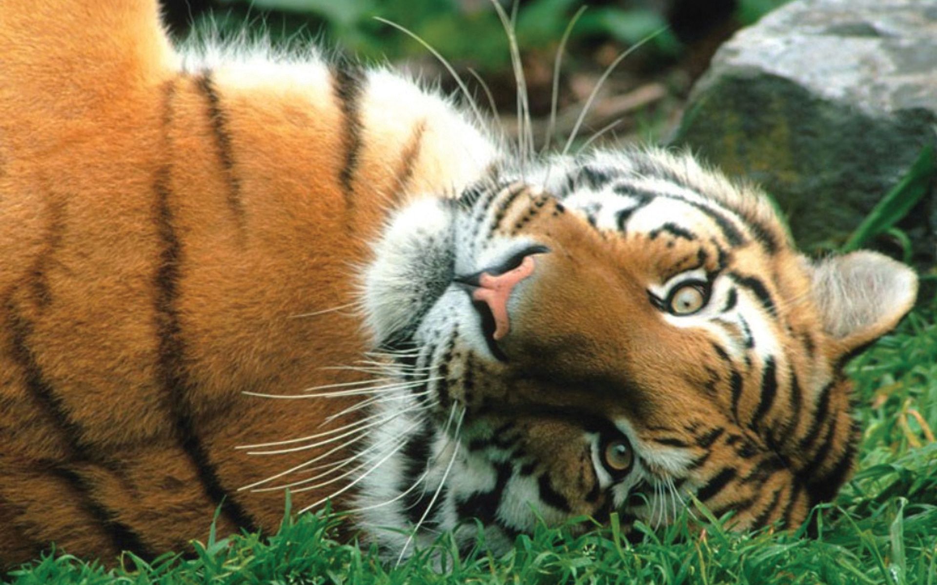 Free download wallpaper Animals, Striped, Predator, Tiger, Big Cat on your PC desktop