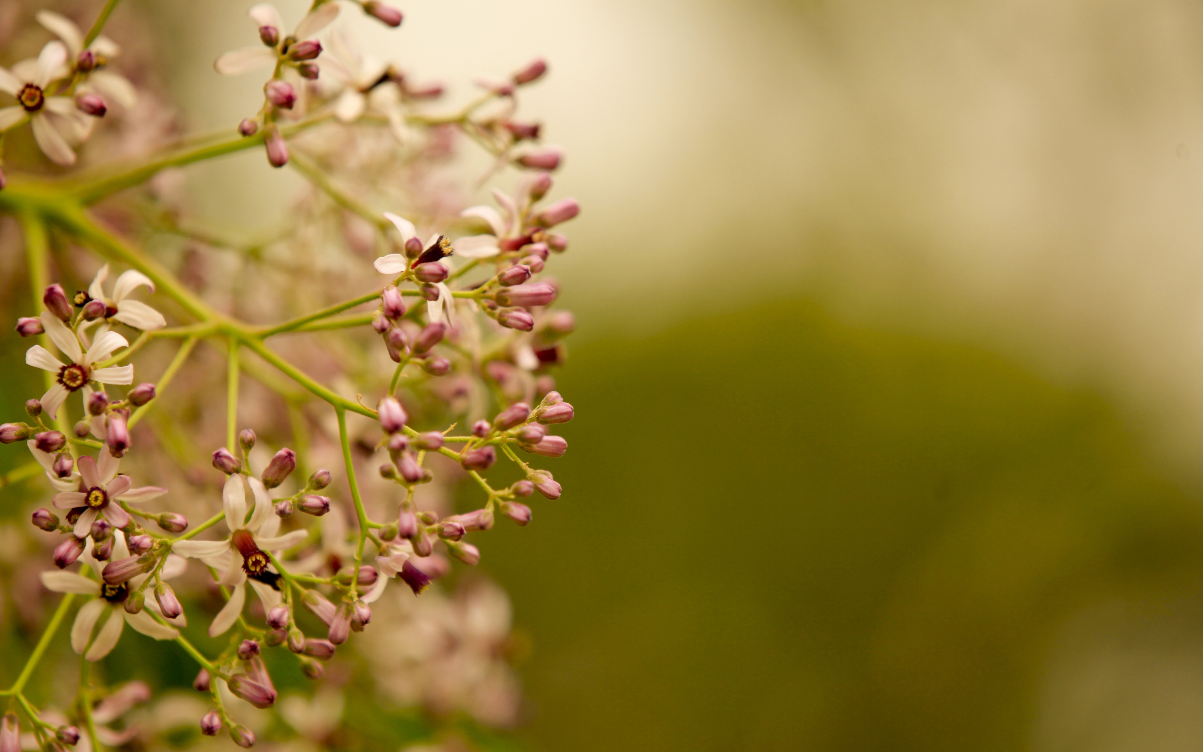 Download mobile wallpaper Branch, Macro, Smooth, Plant, Flowers, Blur for free.