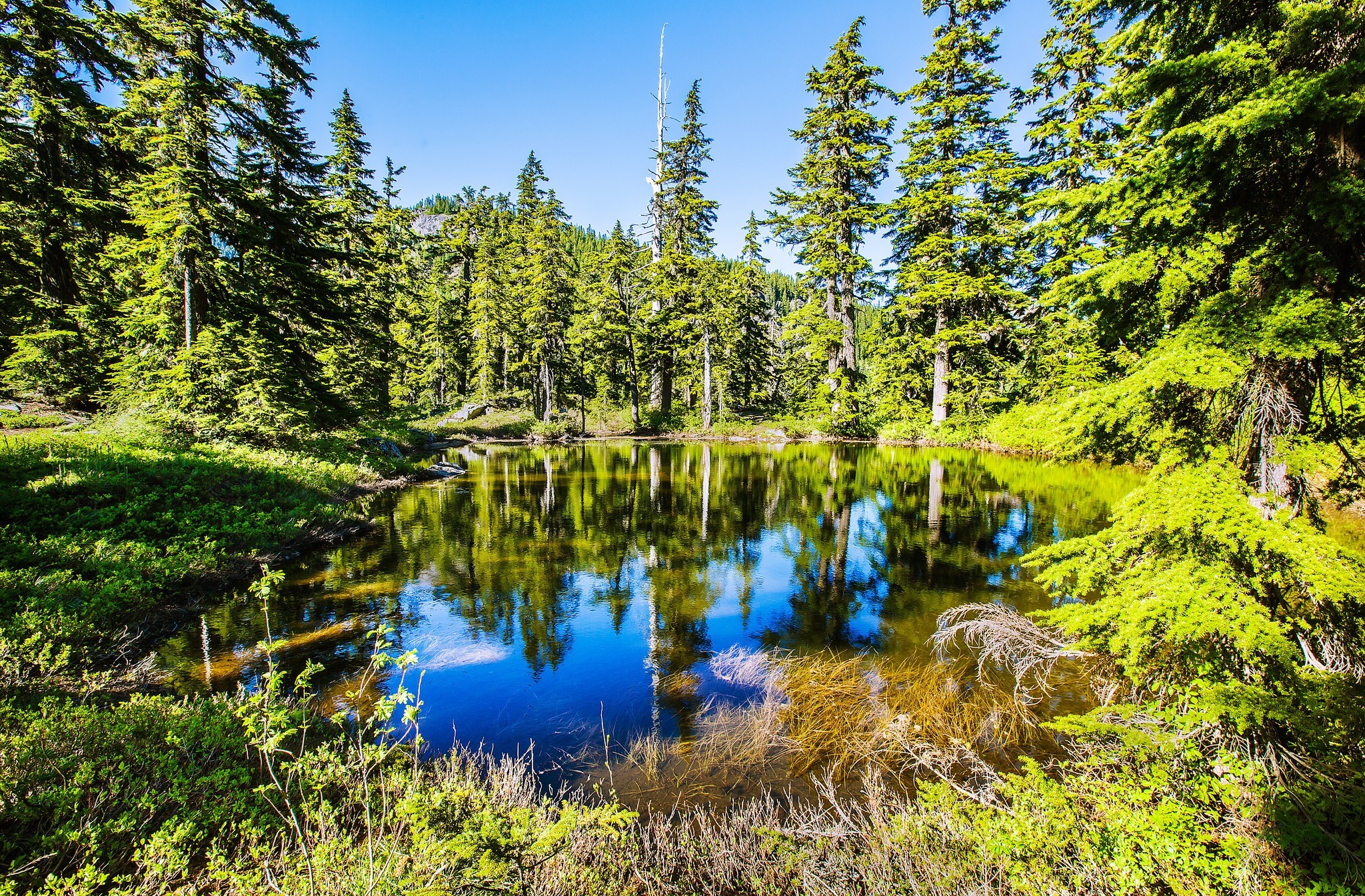 Laden Sie das Sommer, Seen, See, Wald, Erde/natur-Bild kostenlos auf Ihren PC-Desktop herunter