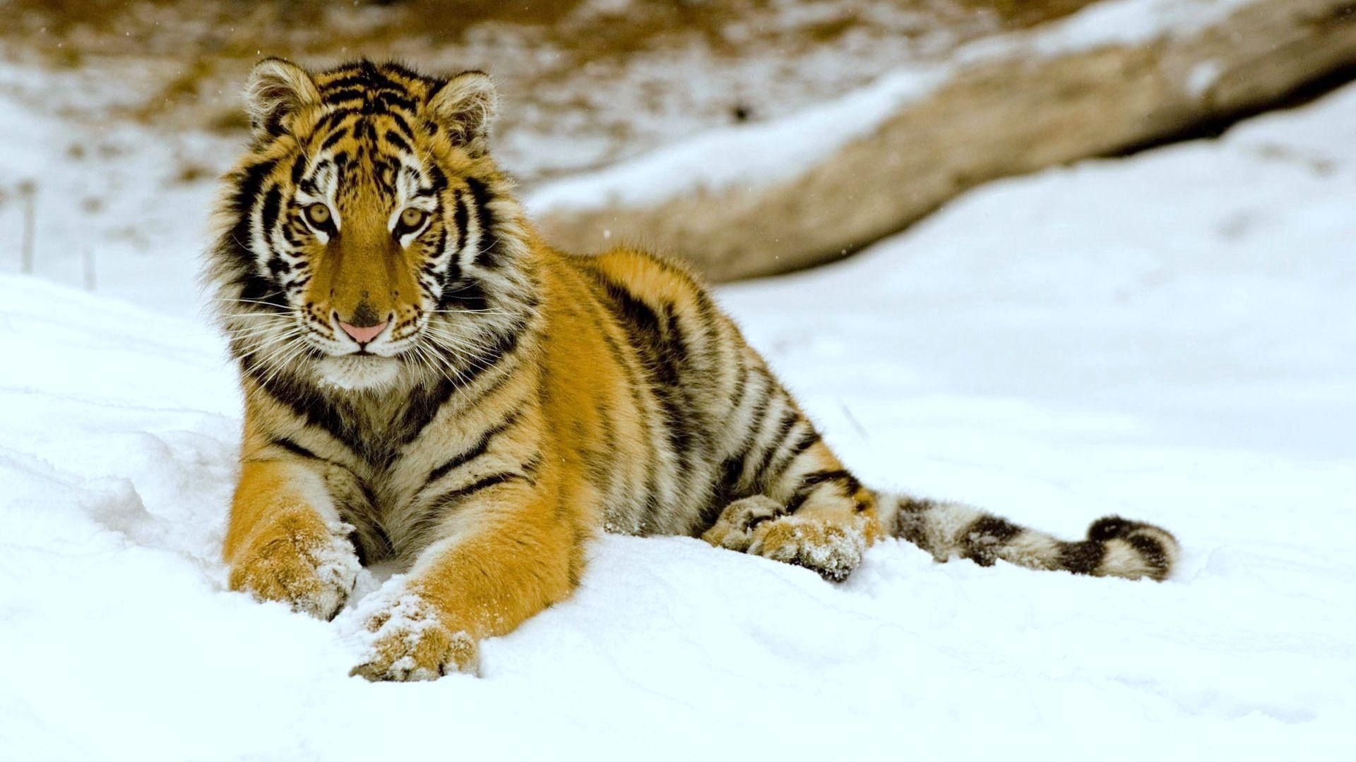 Download mobile wallpaper Lie, Snow, To Lie Down, Predator, Big Cat, Tiger, Animals for free.