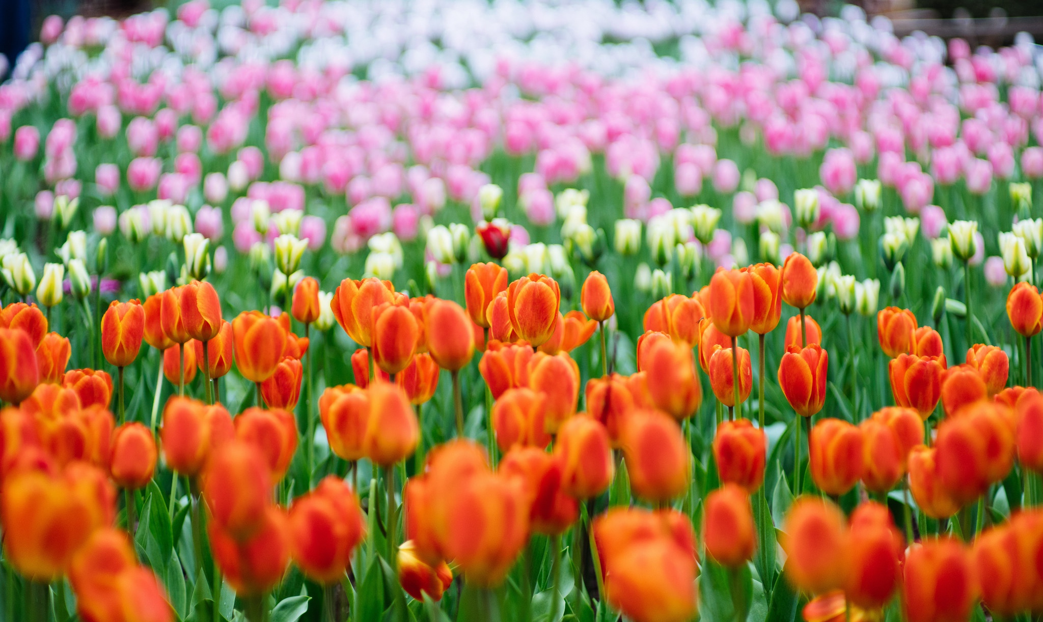 Descarga gratuita de fondo de pantalla para móvil de Flores, Flor, Tulipán, Flor Roja, Tierra/naturaleza.