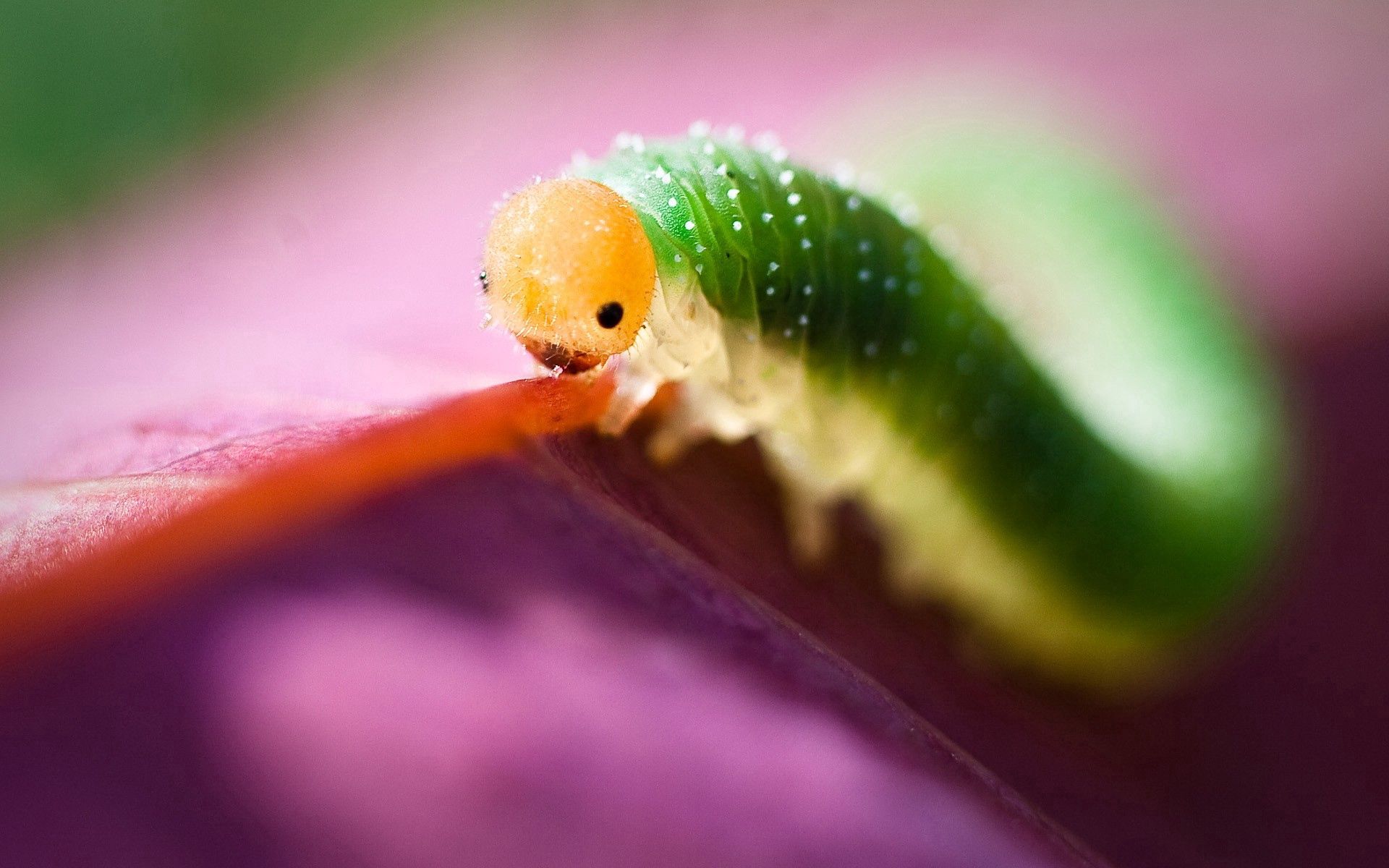 Download mobile wallpaper Caterpillar, Insect, Macro, Lilac for free.