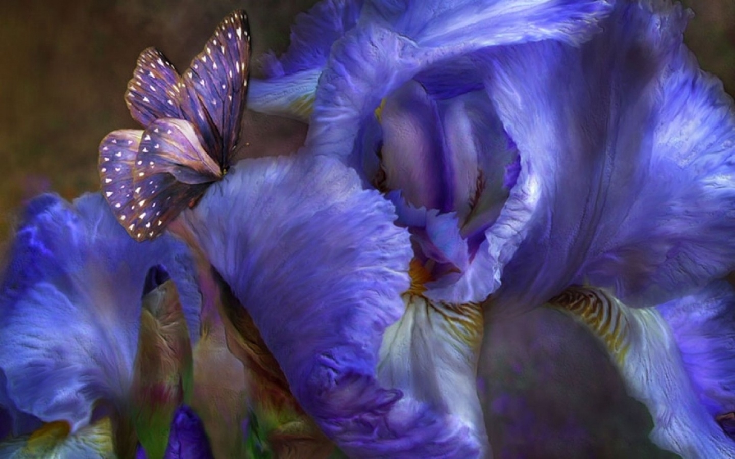 1920 x 1080 picture butterflies, insects, pictures, blue
