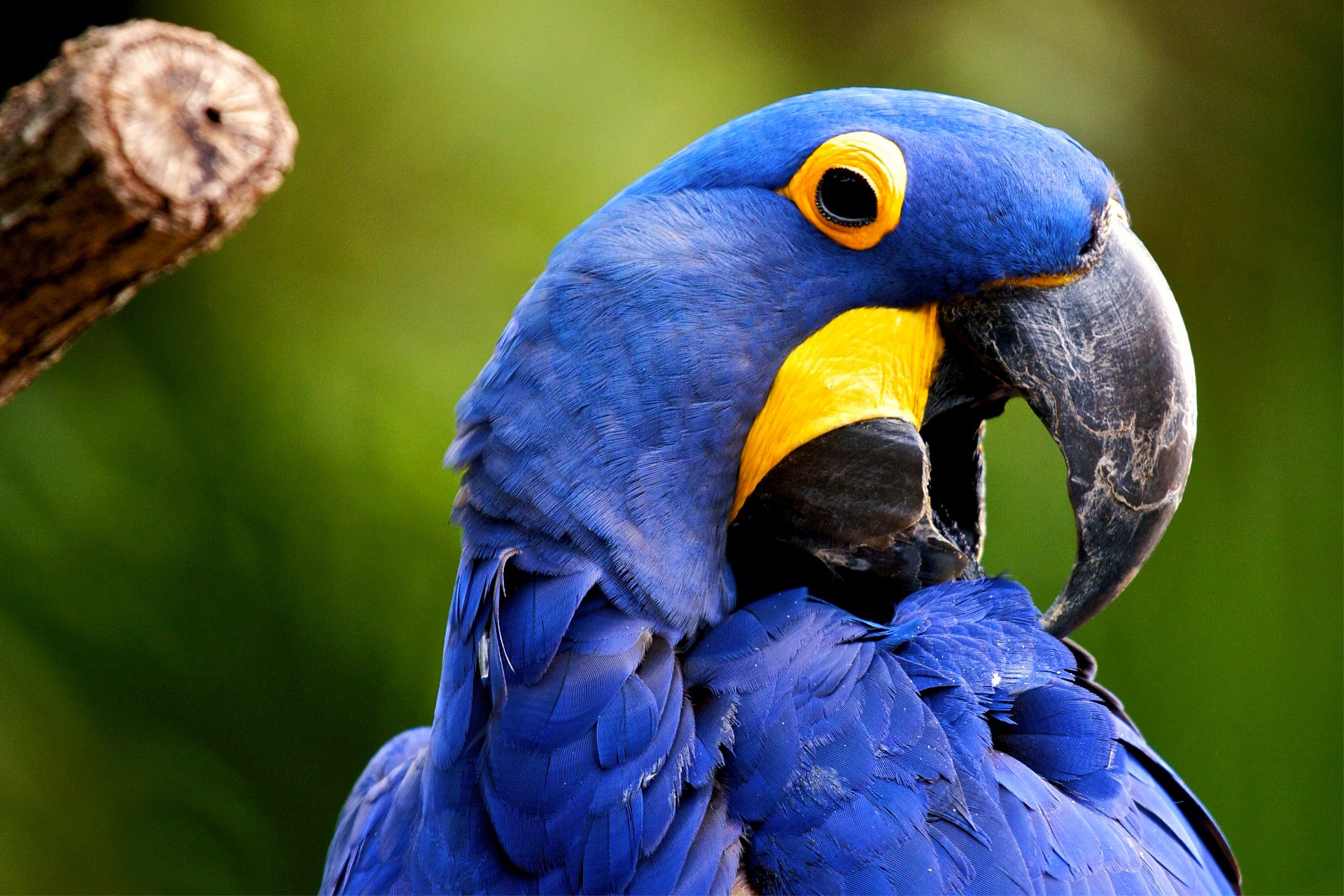 229223 baixar papel de parede animais, arara azul, aves - protetores de tela e imagens gratuitamente