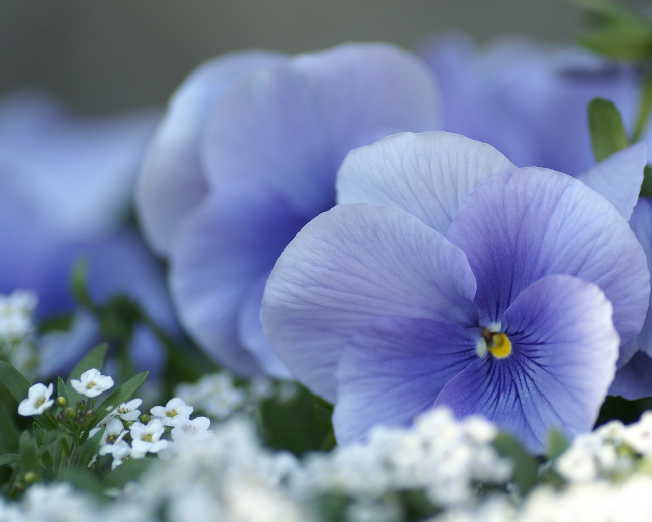 Descarga gratis la imagen Flor, Tierra/naturaleza, Viola × Wittrockiana en el escritorio de tu PC