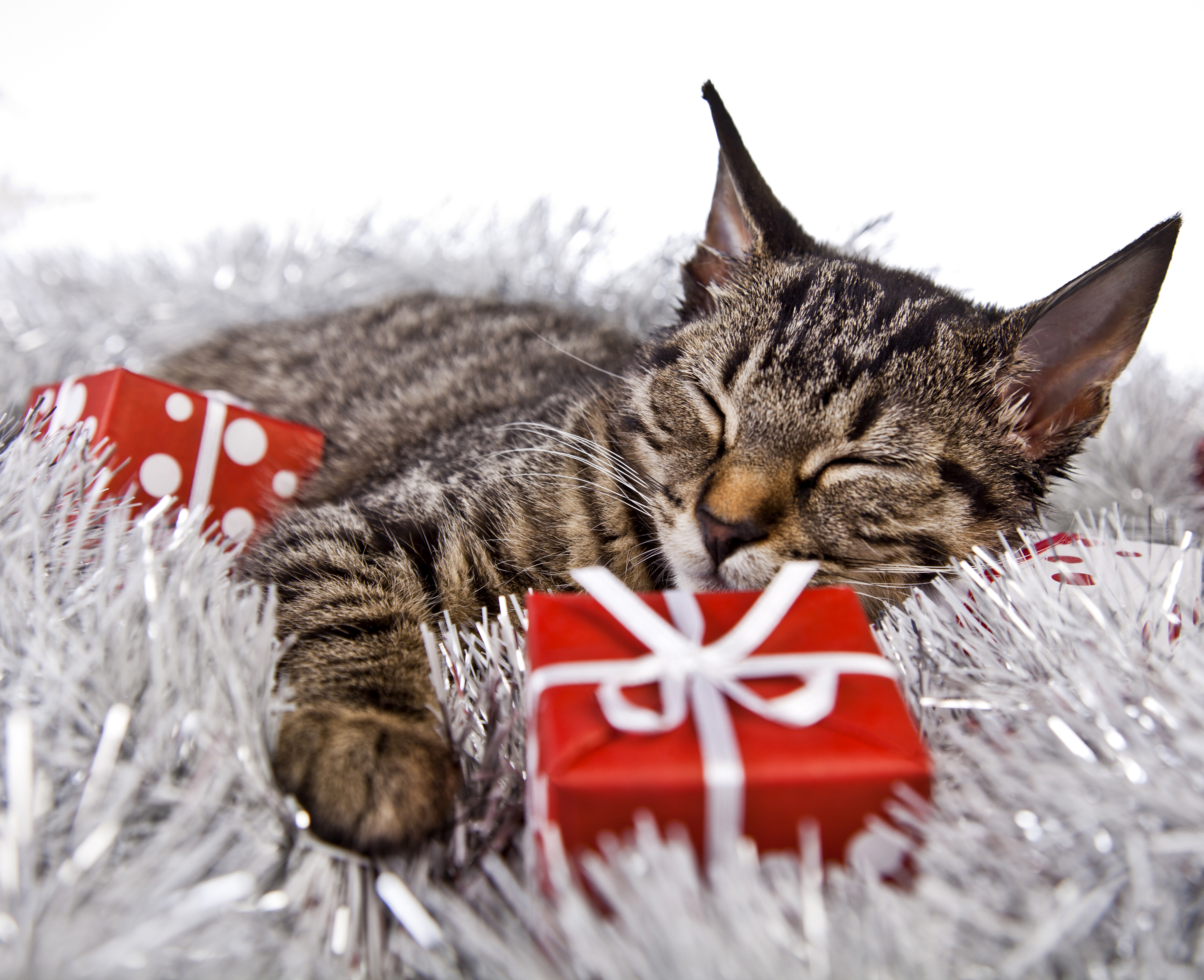 Скачать картинку Животные, Кошка, Подарки, Кошки, Спать в телефон бесплатно.