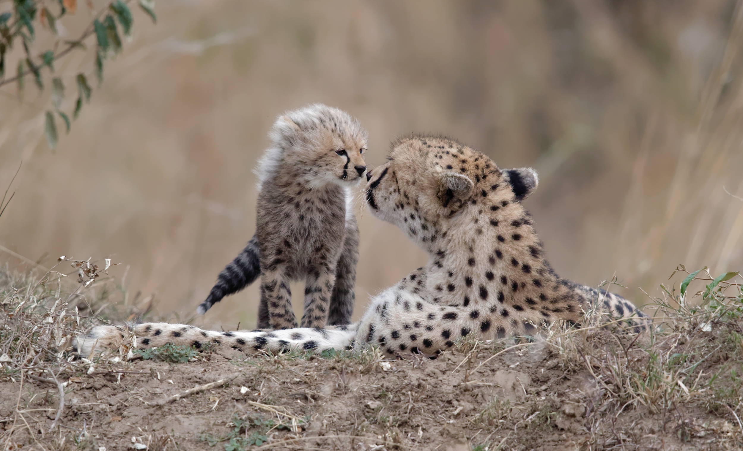 Download mobile wallpaper Cats, Cheetah, Animal, Baby Animal, Cub for free.