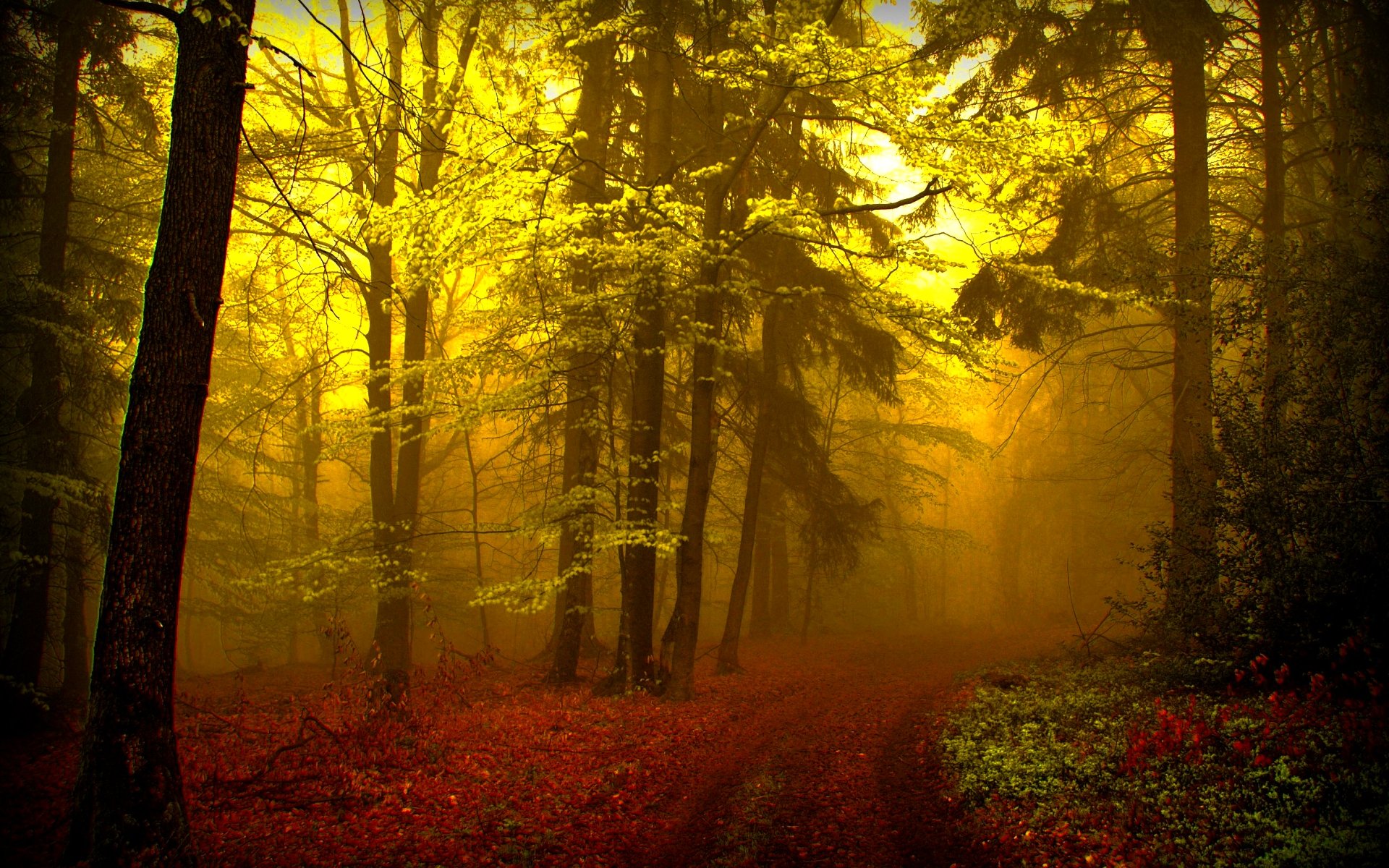 Скачать обои бесплатно Осень, Лес, Туман, Дорожка, Земля/природа картинка на рабочий стол ПК