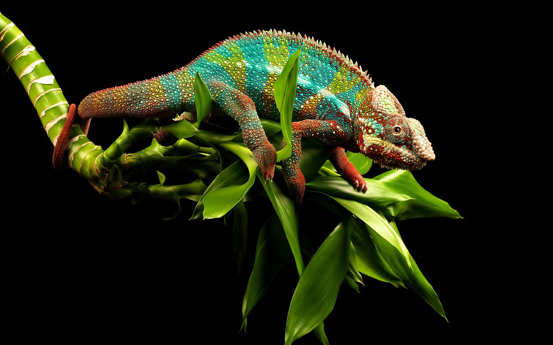 Free download wallpaper Nature, Animal, Lizard, Chameleon on your PC desktop