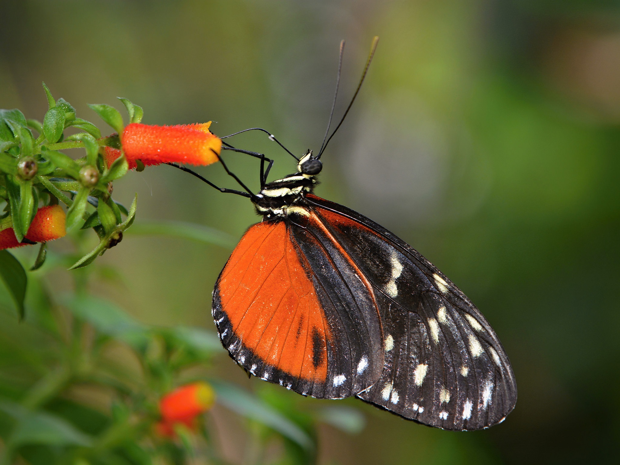 Download mobile wallpaper Flower, Macro, Insect, Butterfly, Animal for free.