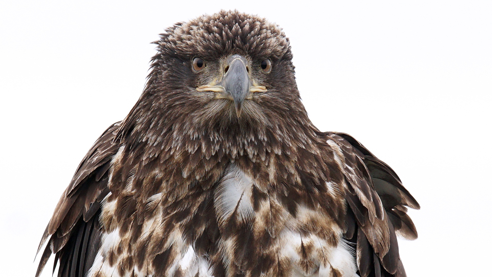 PCデスクトップに動物, 鳥, 鷲, 猛禽画像を無料でダウンロード