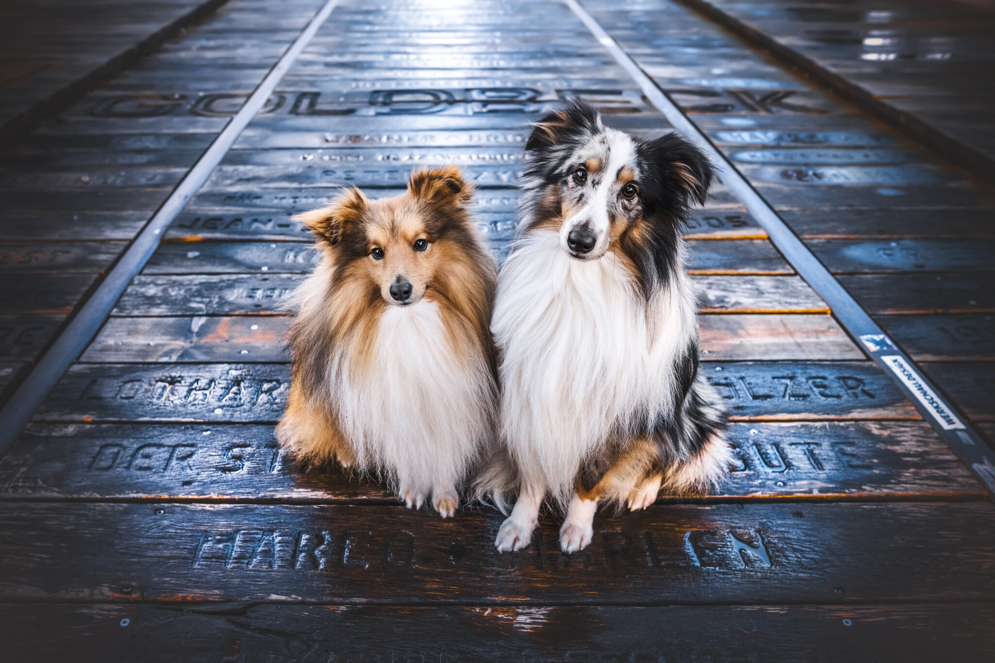 Handy-Wallpaper Tiere, Hunde, Shetland Schäferhund kostenlos herunterladen.