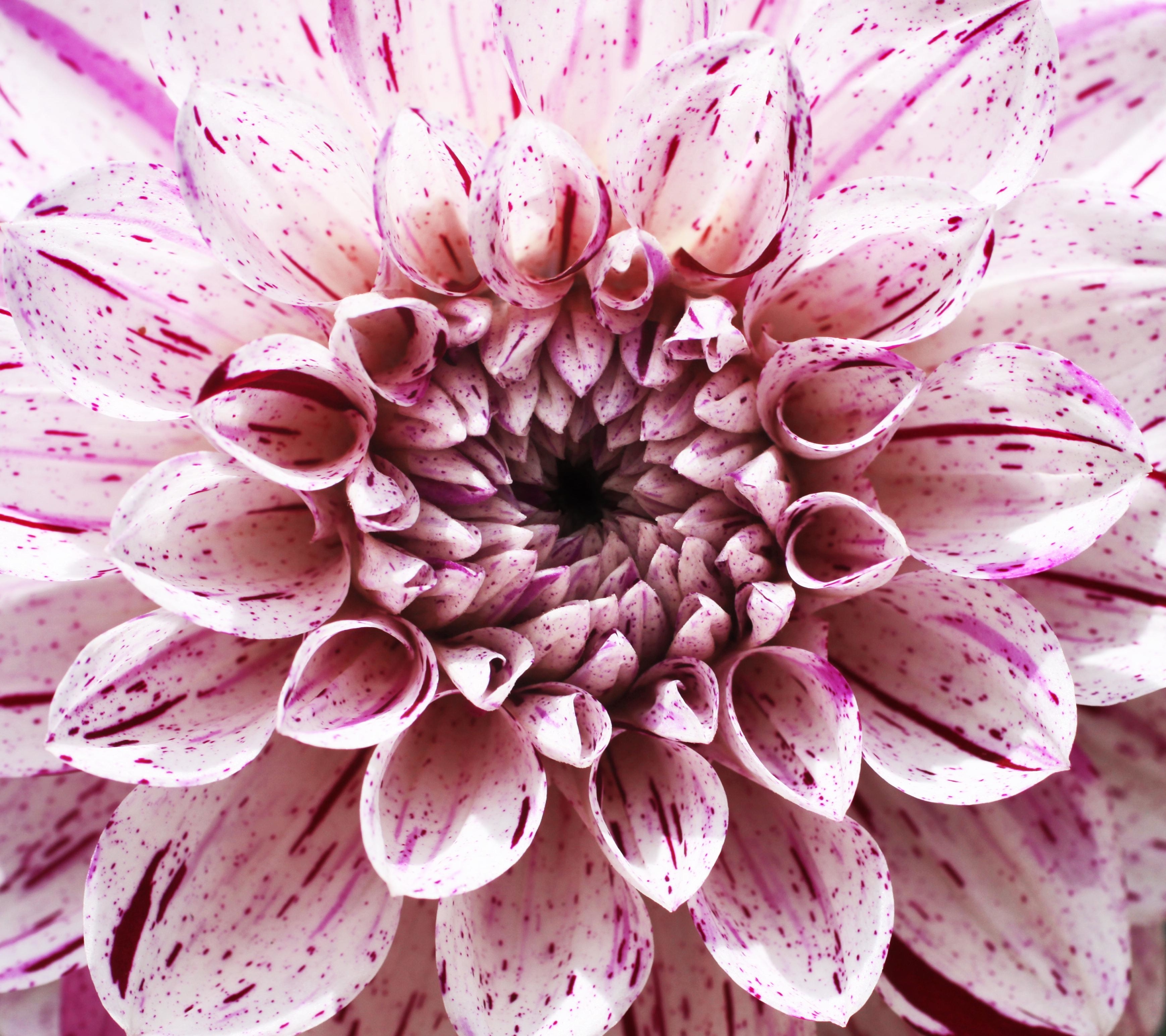 Téléchargez gratuitement l'image Fleurs, Fleur, Fermer, Dahlia, Fleur Blanche, Terre/nature sur le bureau de votre PC