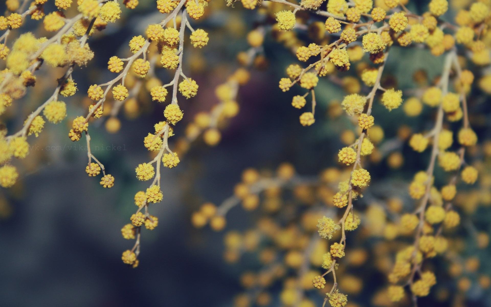 Baixar papel de parede para celular de Floração, Flores, Terra/natureza gratuito.