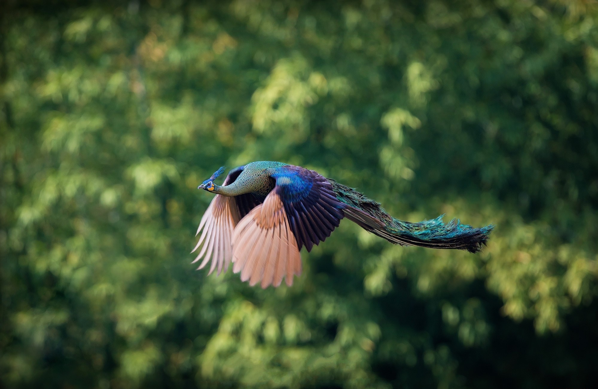 peacock, animal, flight, birds