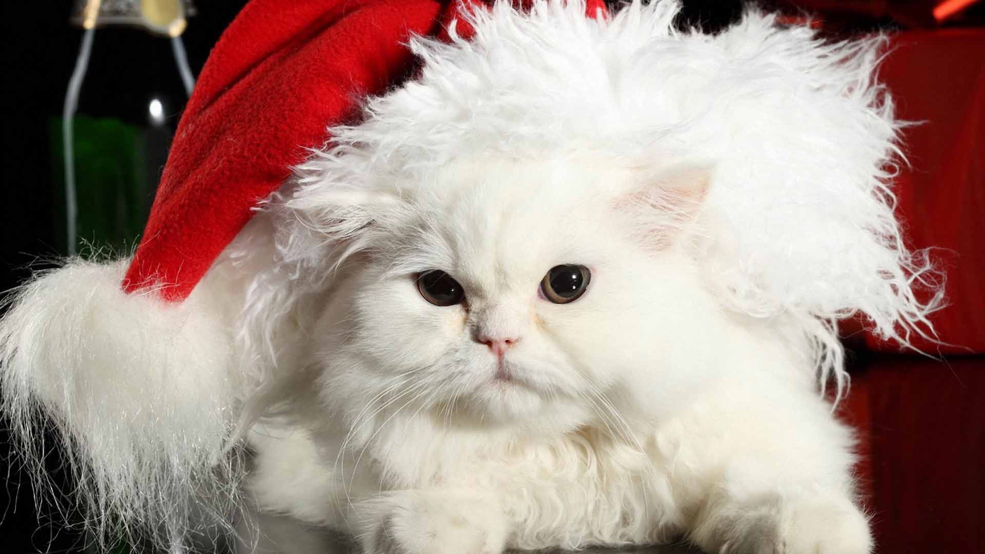 PCデスクトップにクリスマス, ネコ, ホリデー, サンタハット画像を無料でダウンロード