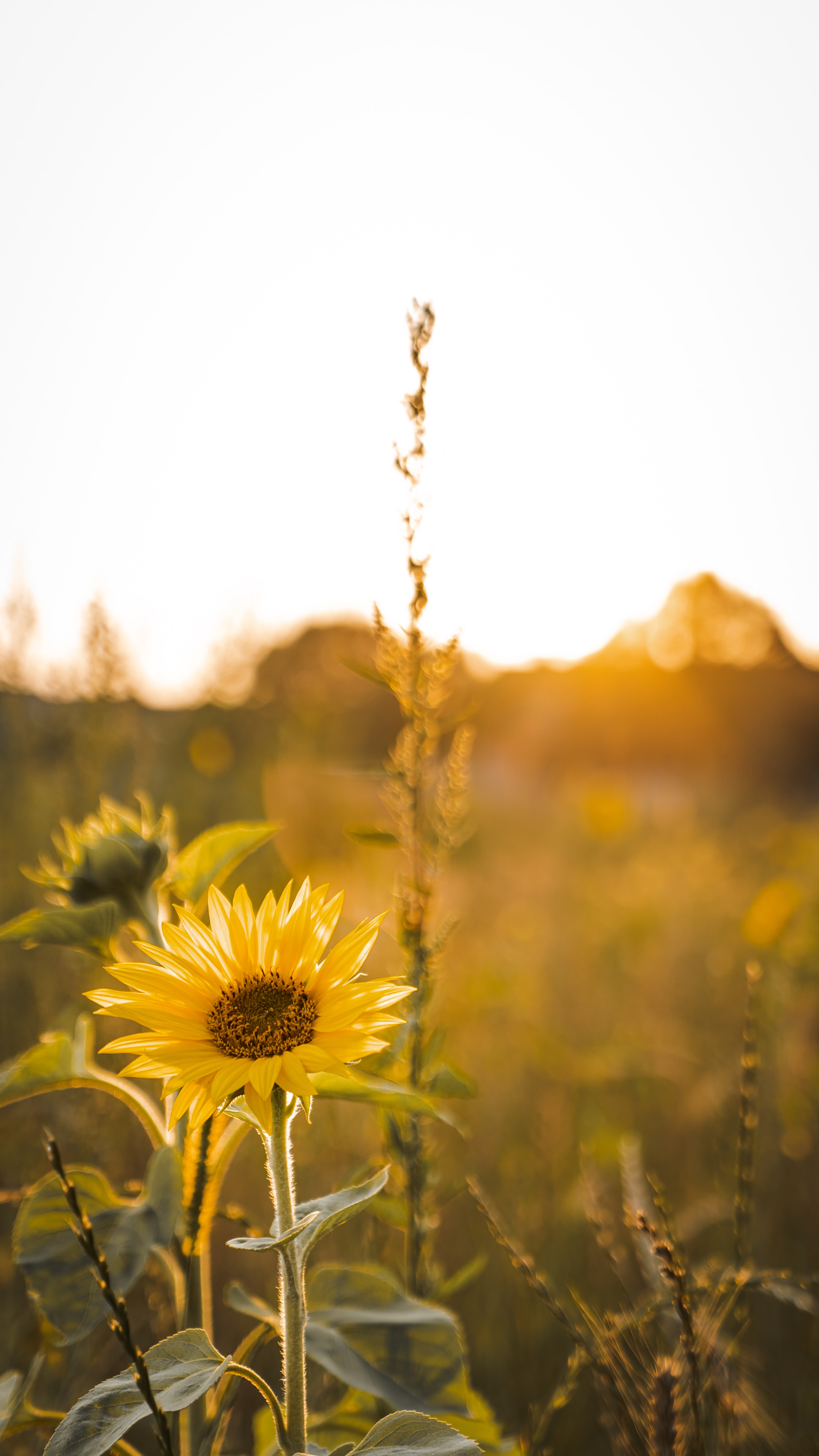 Free download wallpaper Beams, Rays, Sunflower, Flowers, Petals on your PC desktop