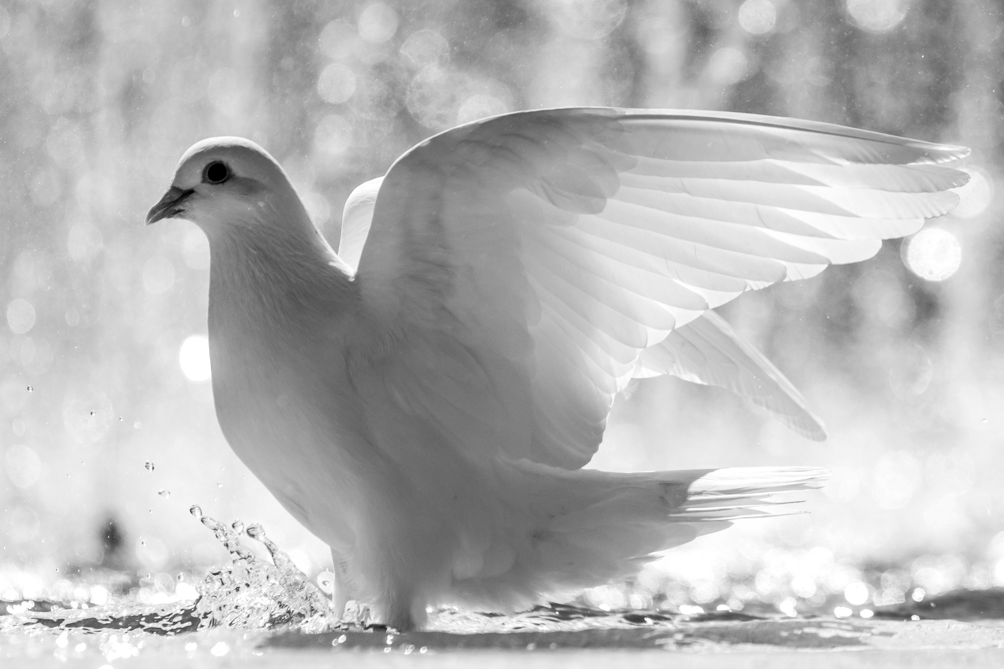 288374 descargar imagen animales, paloma, aves: fondos de pantalla y protectores de pantalla gratis