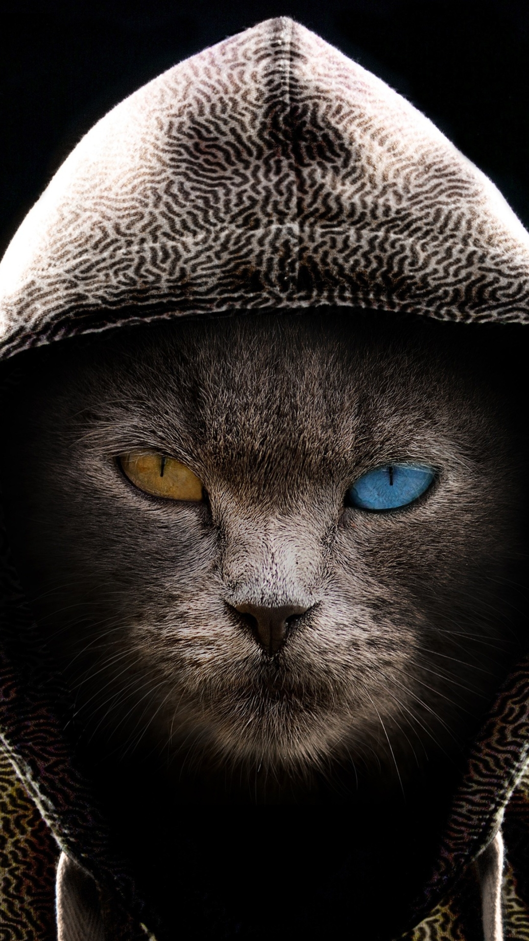 Download mobile wallpaper Cat, Hoodie, Photography, Heterochromia, Manipulation for free.