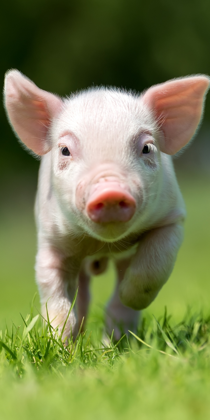 Download mobile wallpaper Animal, Pig, Baby Animal for free.