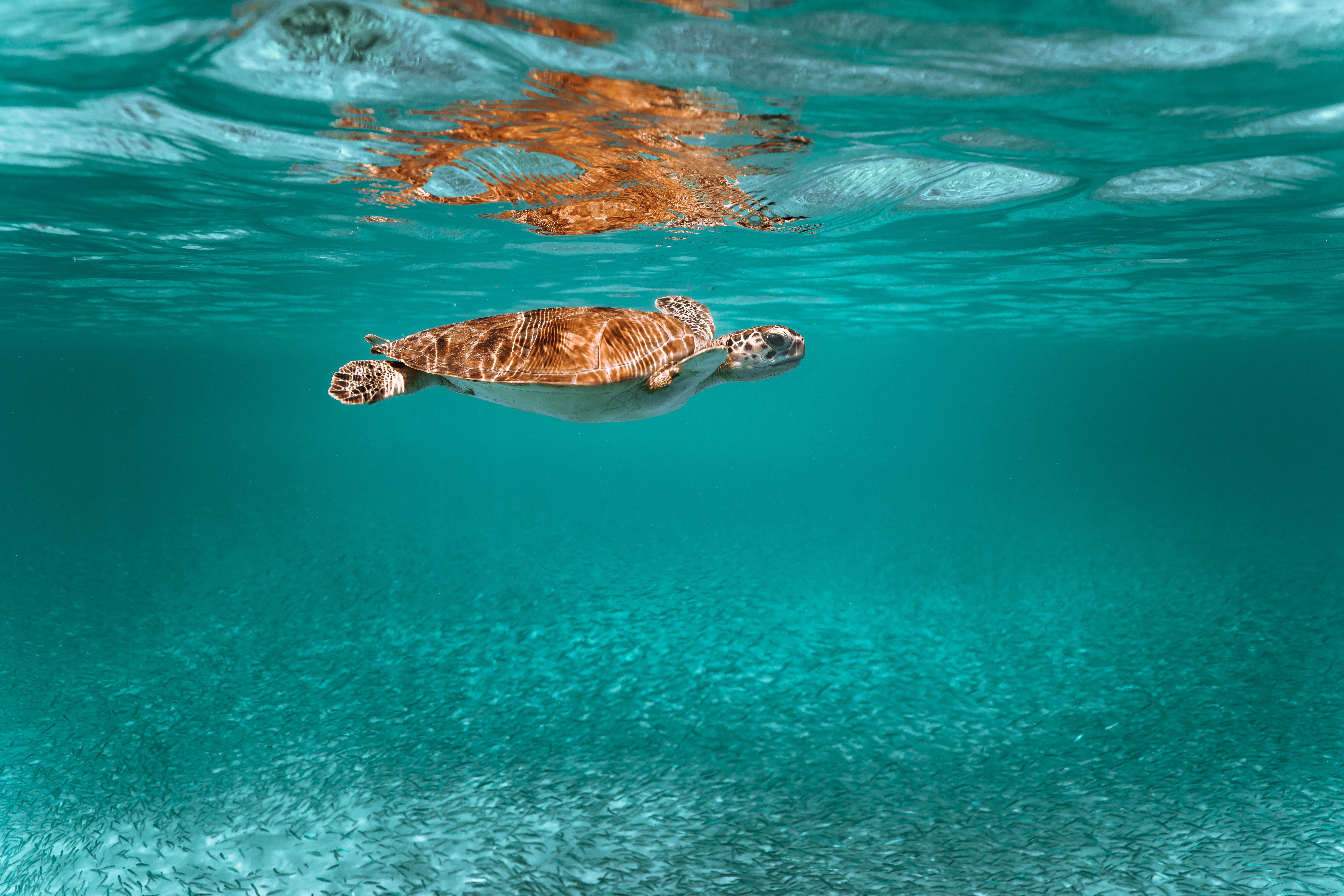 underwater world, animal, turtle, animals, water HD wallpaper