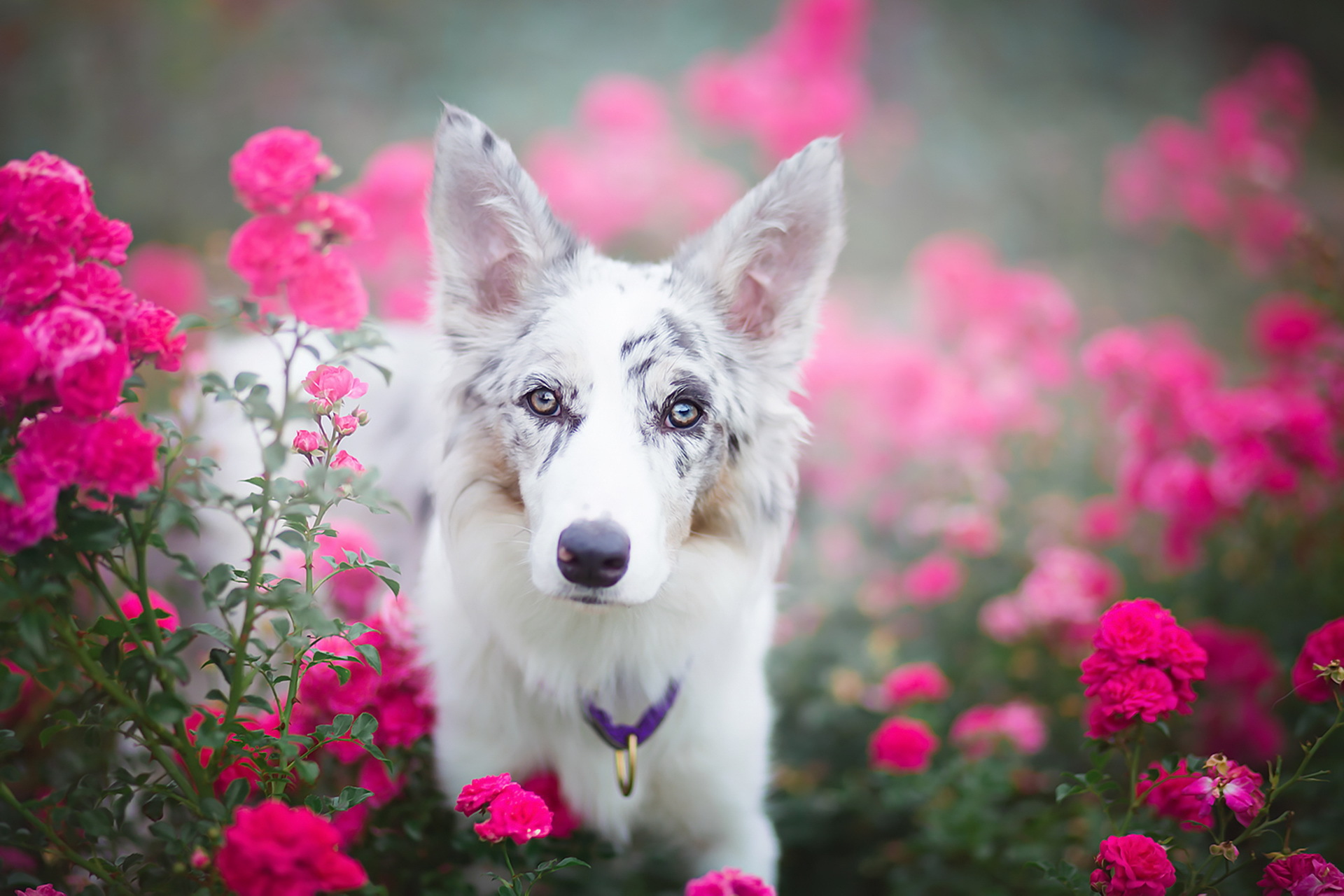 Free download wallpaper Dogs, Flower, Dog, Blur, Animal, Pink Flower on your PC desktop