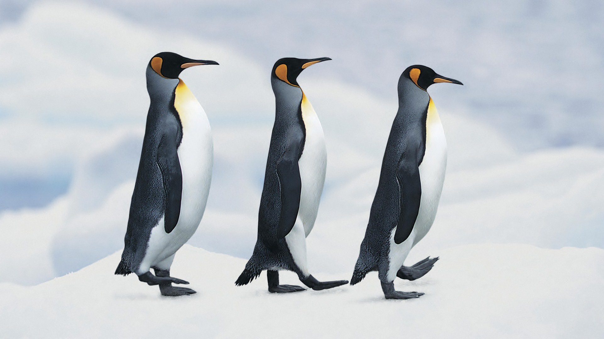 無料モバイル壁紙ペンギン, 鳥, 動物をダウンロードします。