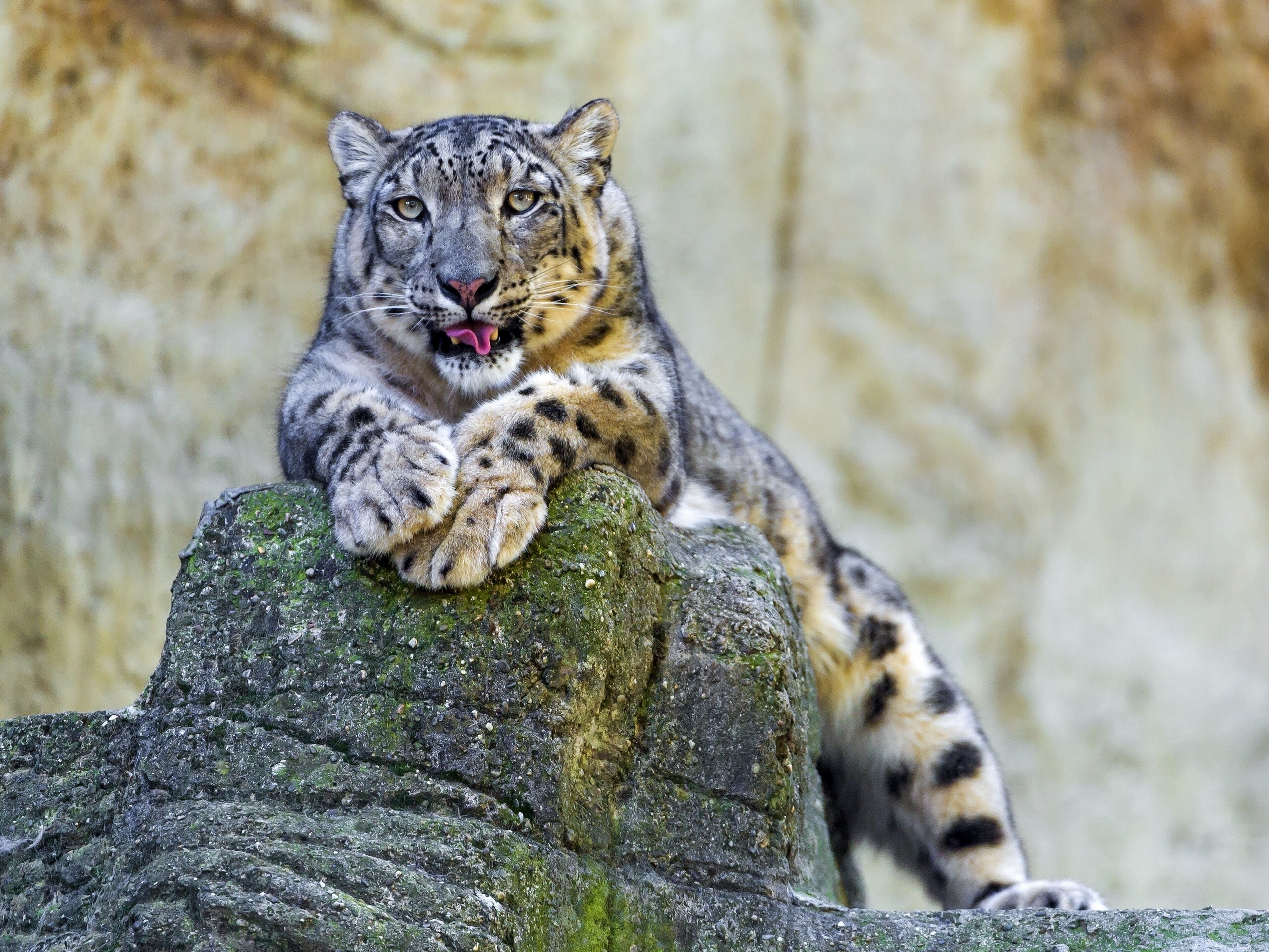 Download mobile wallpaper Stones, To Lie Down, Lie, Animals, Snow Leopard for free.
