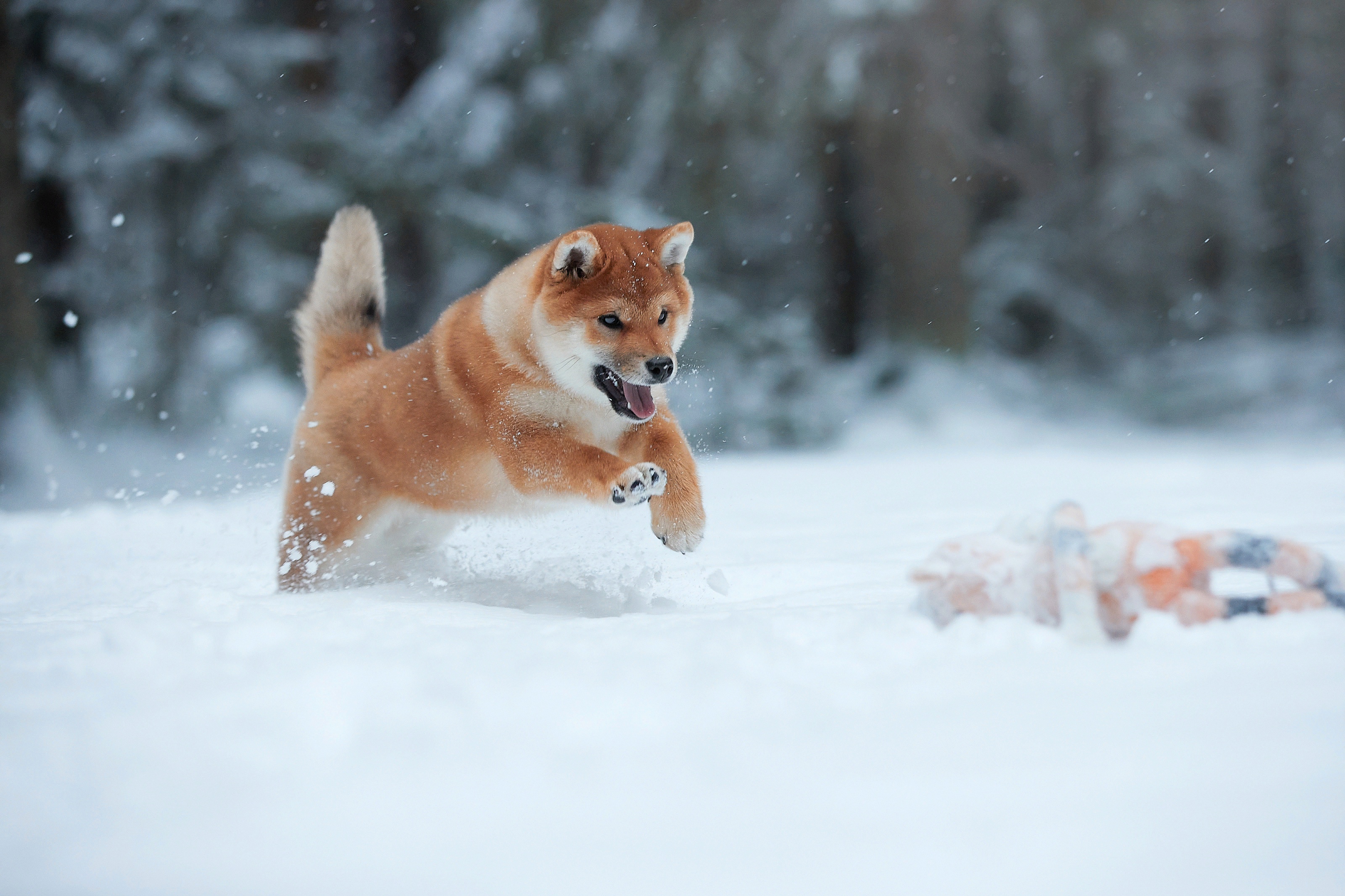 Free download wallpaper Winter, Dogs, Snow, Dog, Animal, Akita on your PC desktop